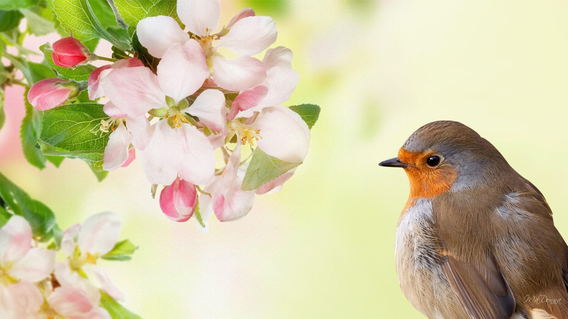 spring, firefox persona, robin, summer, 3d and abstract, 1080P, apple blossoms, cherry blossoms, bird, sakura, HD Wallpaper