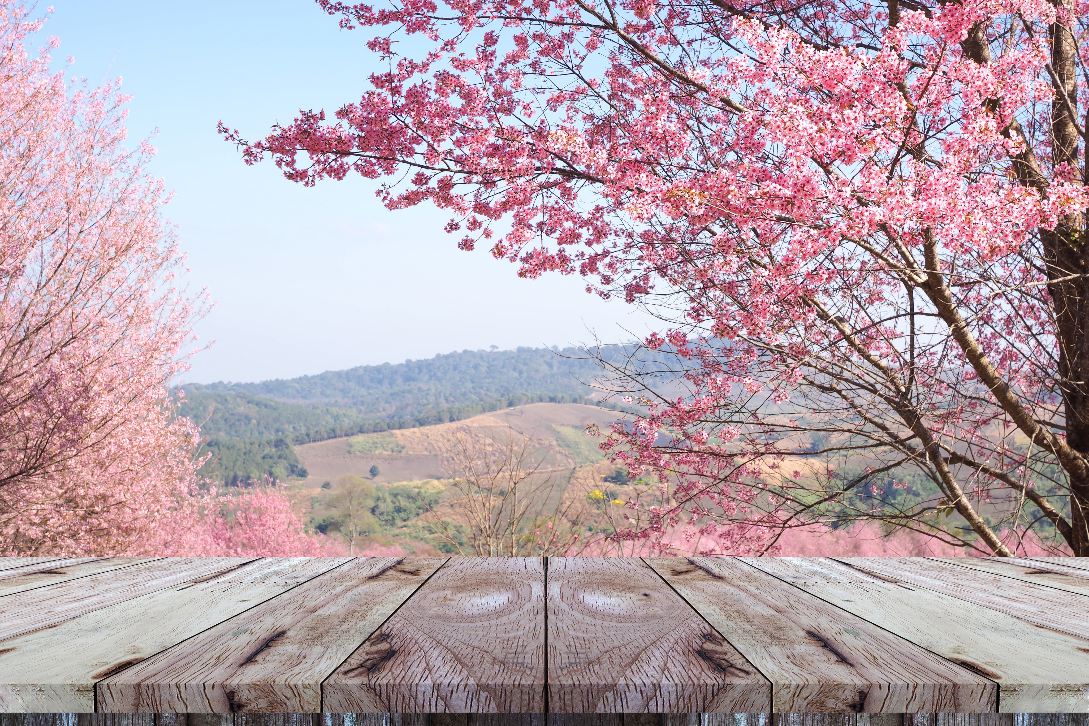 pink, Sakura, spring, branches, flowering, bloom, cherry, 4K, blossom, HD Wallpaper