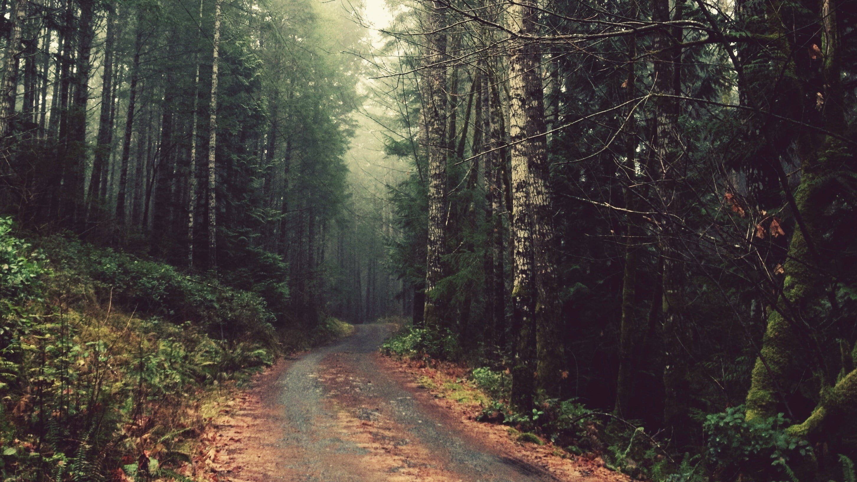 land, road, trail, day, the way forward, 2K, non-urban scene, scenics - nature, beauty in nature, tranquility, tree, remote, growth, no people, woodland, HD Wallpaper