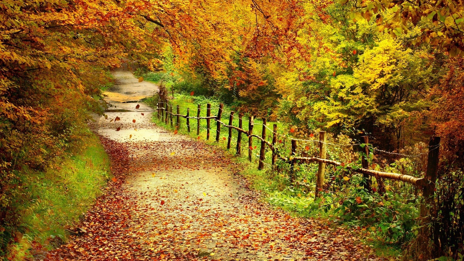 direction, change, tree, growth, beauty in nature, 1080P, trees, dirt road, railing, leaves, landscape, green, plant, green color, branch, tranquil scene, HD Wallpaper