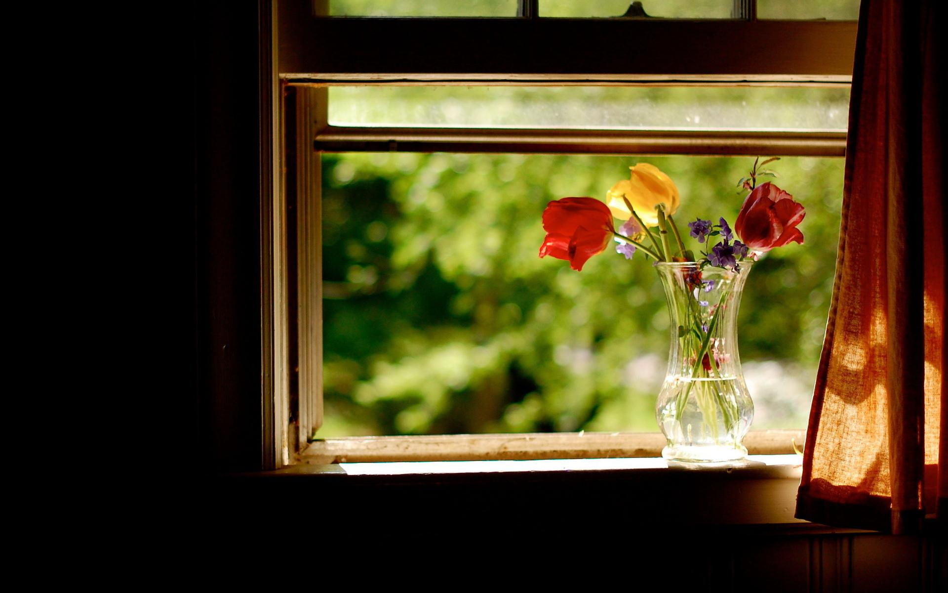 flowers, colors, glass, nature, photography, petals, sunlight, vase, curtain, room, life, window, water, magazine, 1080P, HD Wallpaper