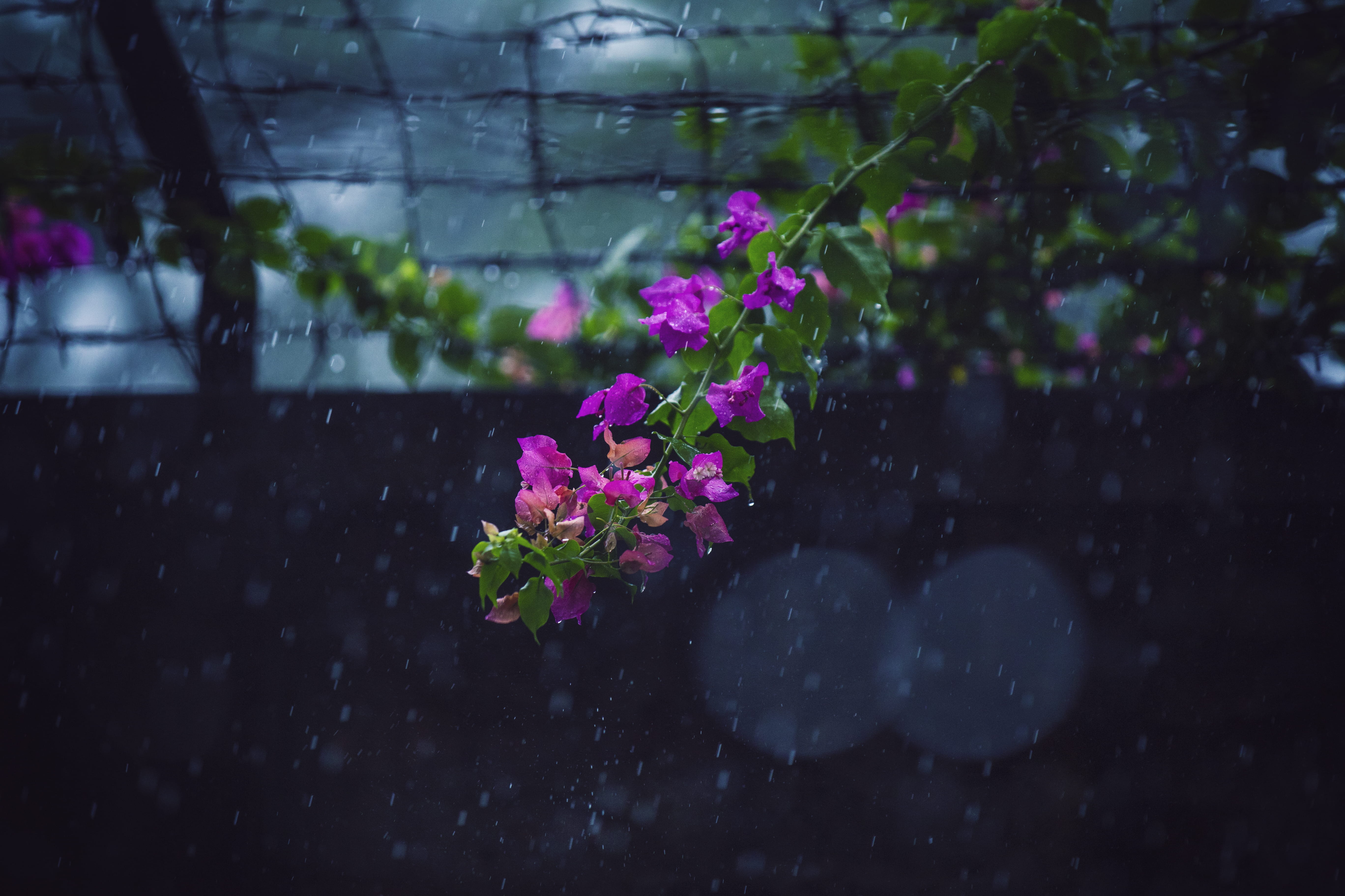 boundary, focus on foreground, close-up, dhaka division, inflorescence, vulnerability, petal, nature, flower head, leaf, beauty in nature, selective focus, HD Wallpaper