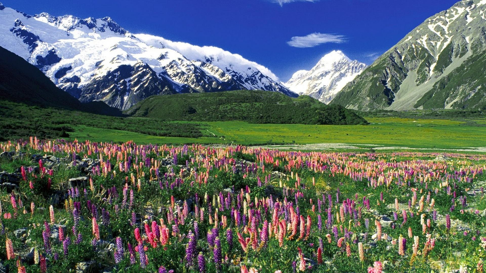 snow, meadow, flowers, flowering, 1080P, nature and landscapes, spring, mountains, HD Wallpaper