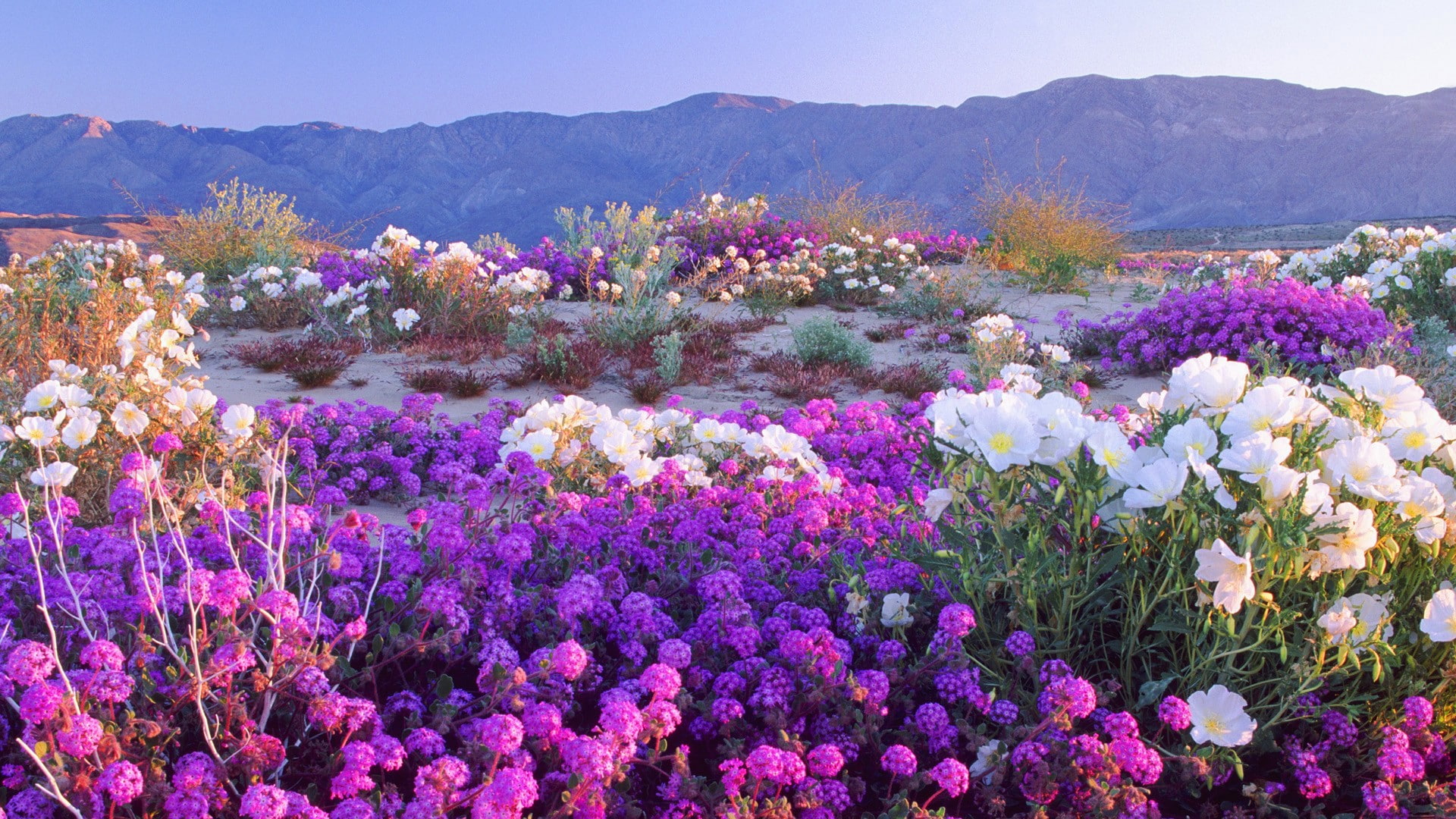 1080P, sky, Mountain, meadow, flowers, HD Wallpaper