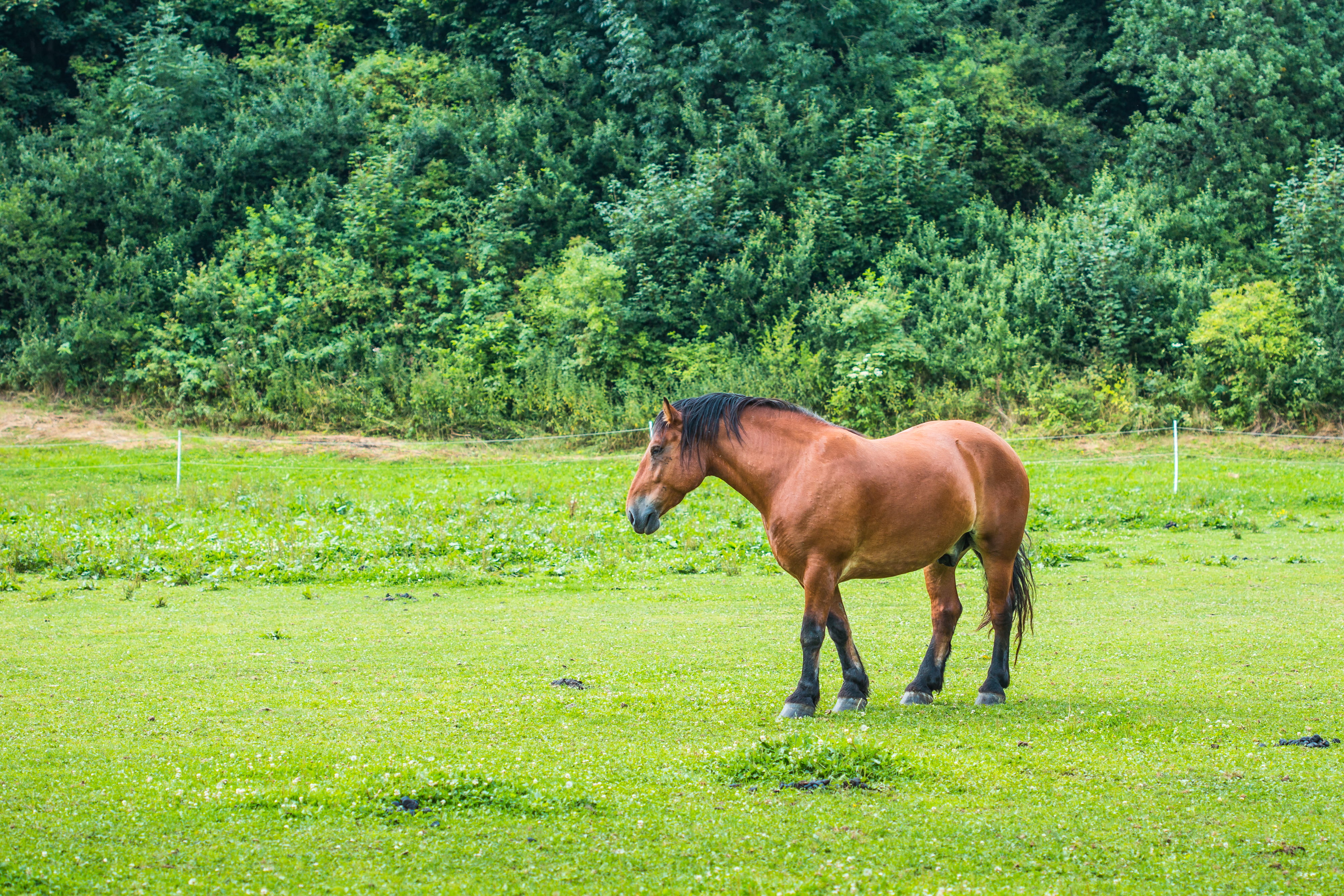 vertebrate, one animal, horses, plant, field, grass, tree, no people, green Color, Horse, animal wildlife, ranch, farm, animal, pets, mane, mammal, thoroughbred Horse, HD Wallpaper