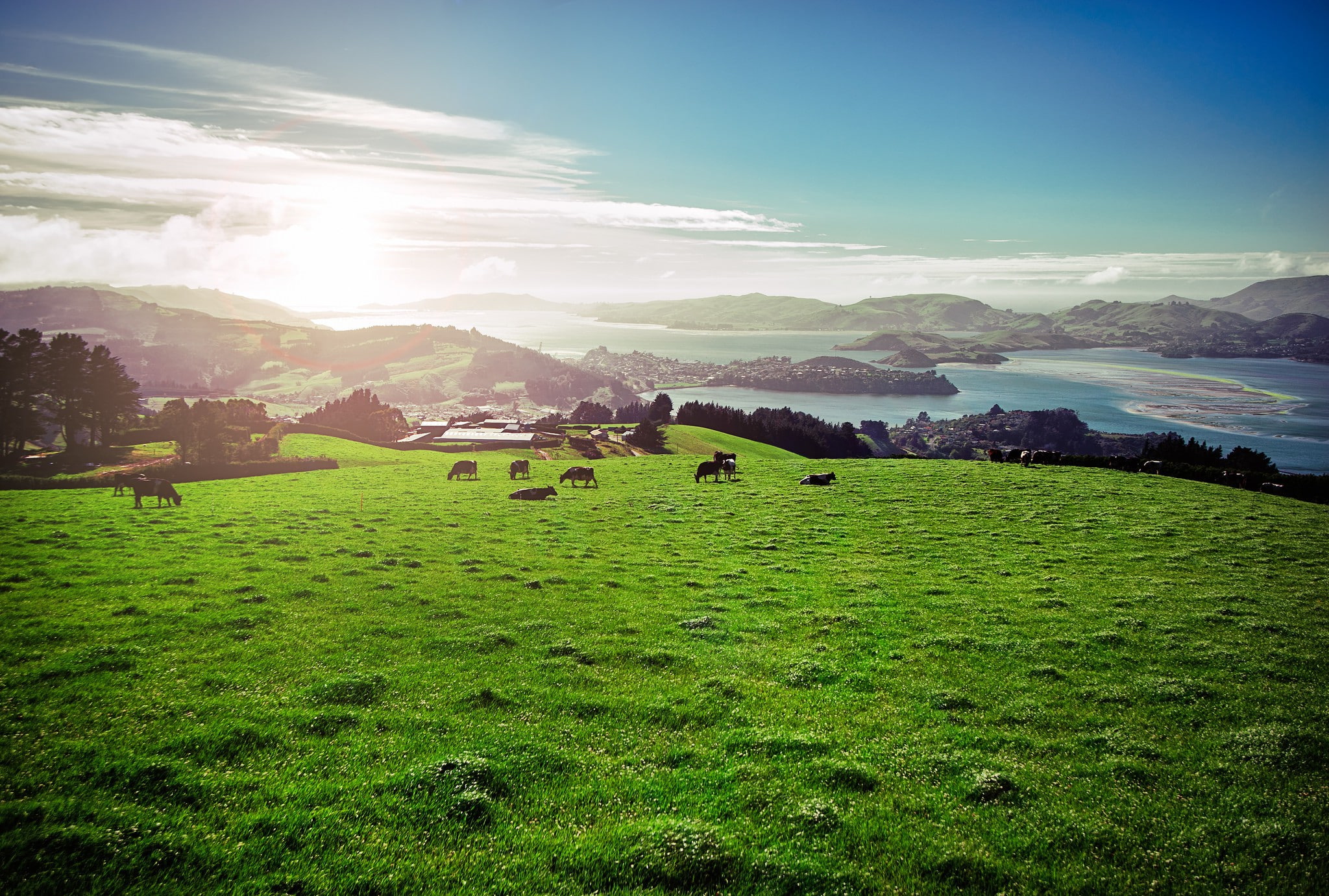 Nature, cow, meadow, hills, 1080P, HD Wallpaper
