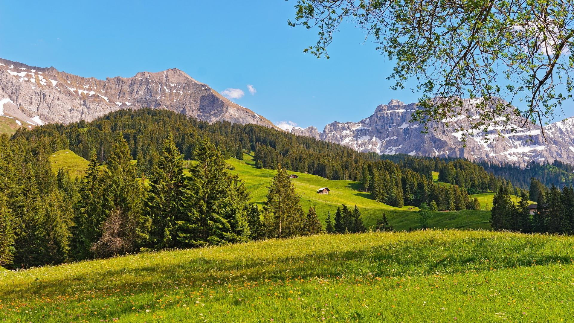 meadow, beautiful, mountains, forest, 1080P, swiss, summer, alps, nature and landscapes, cabins, HD Wallpaper