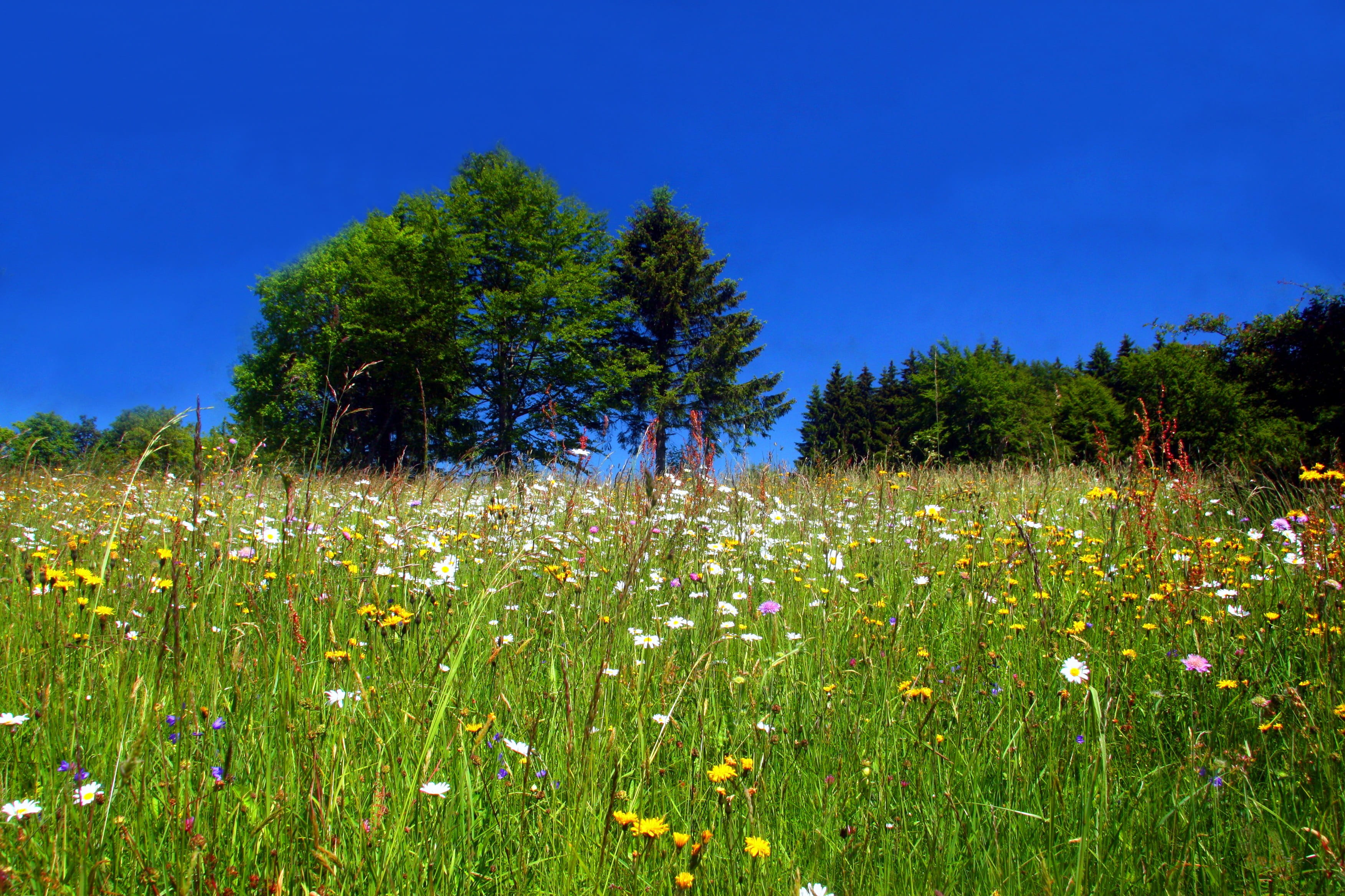 field, tree, no People, summer, wild flowers, Spring, wildflowers, blue, idyllic, Meadow, springtime, freshness, tranquil scene, environment, scenics - nature, HD Wallpaper