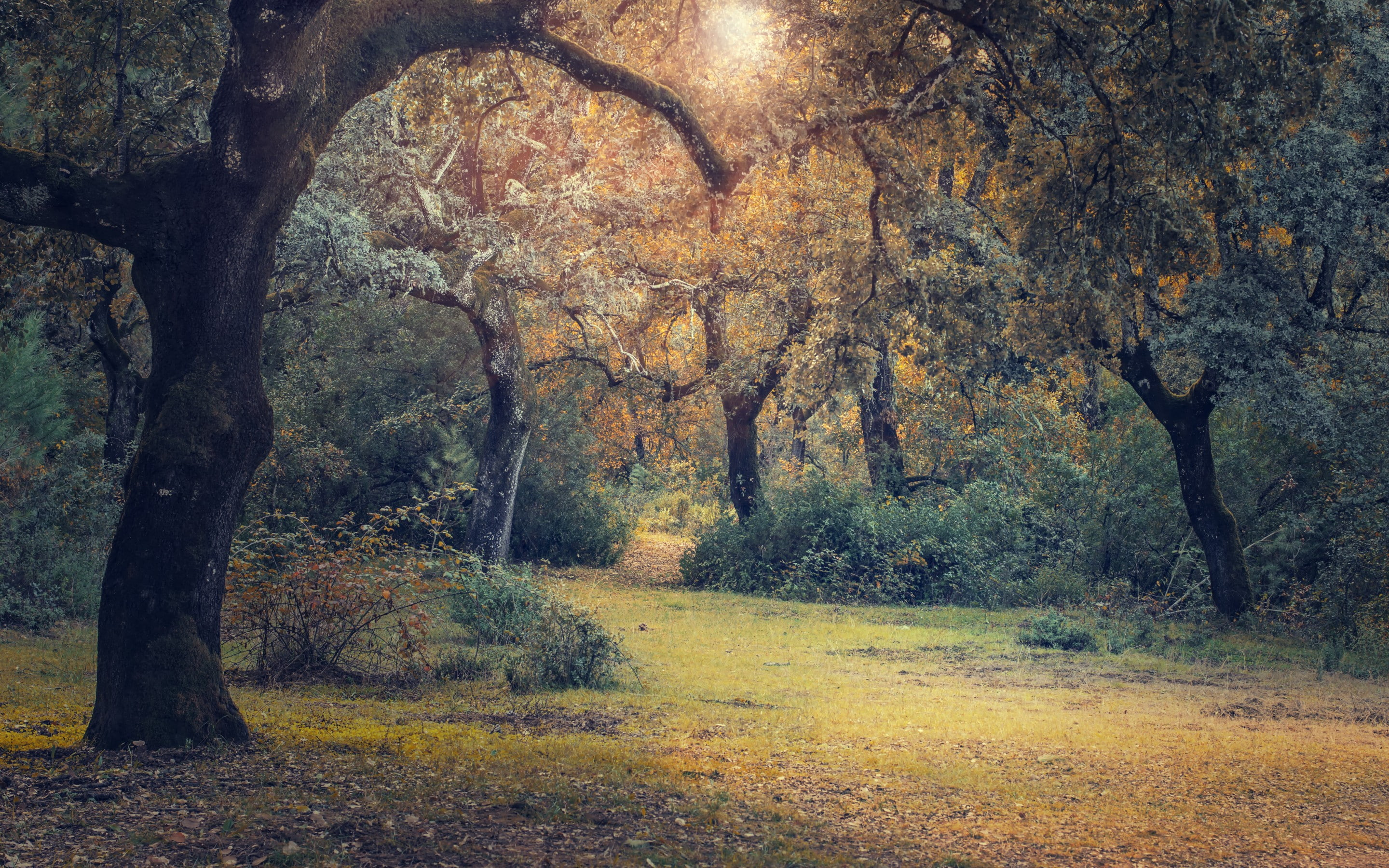 best, meadow, forest, Autumn, 2K, HD Wallpaper