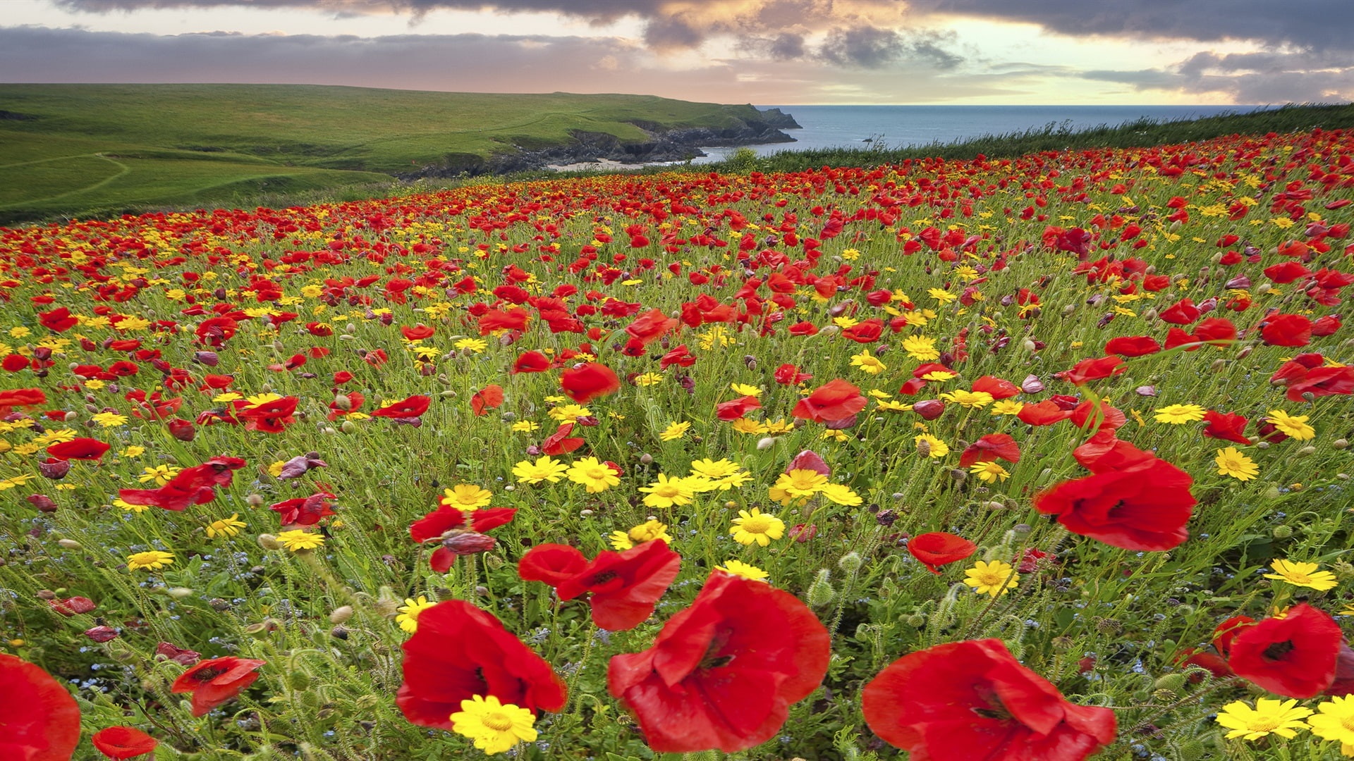 Meadow, Clouds, Flowers, Poppy, 1080P, Lake, HD Wallpaper