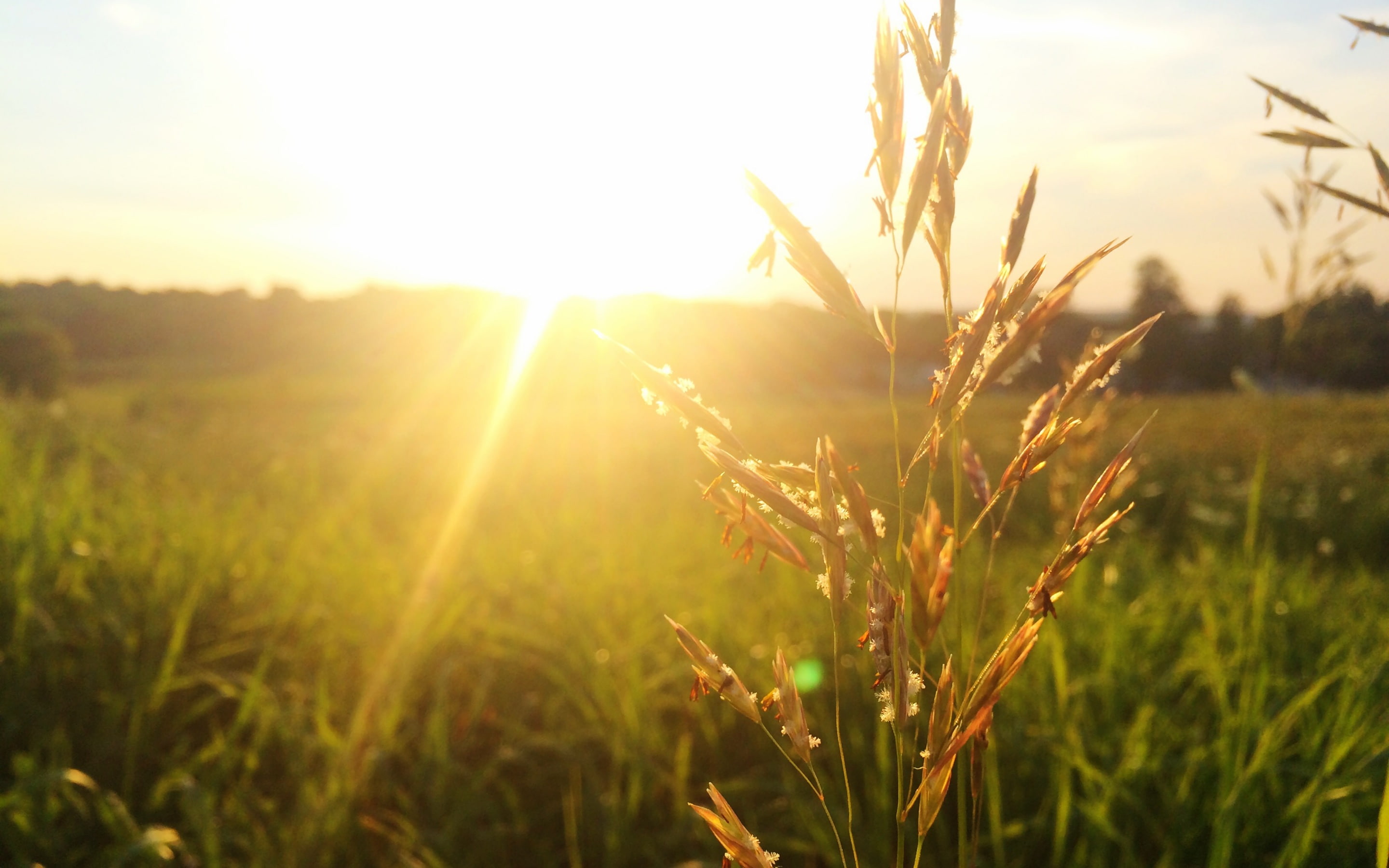 2K, sunny, grass, sun, field, meadow, HD Wallpaper
