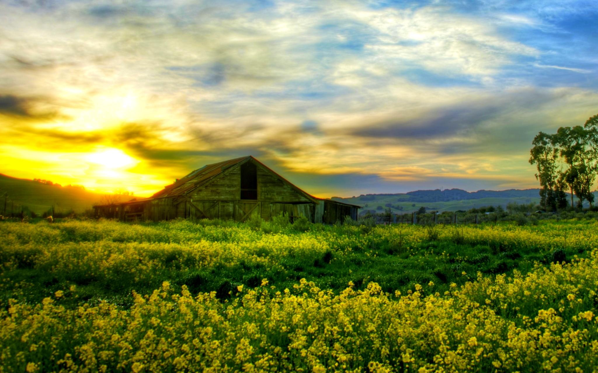 sunset, blossoms, 1080P, nature and landscapes, meadow, sunshine, hut, fiekd, HD Wallpaper