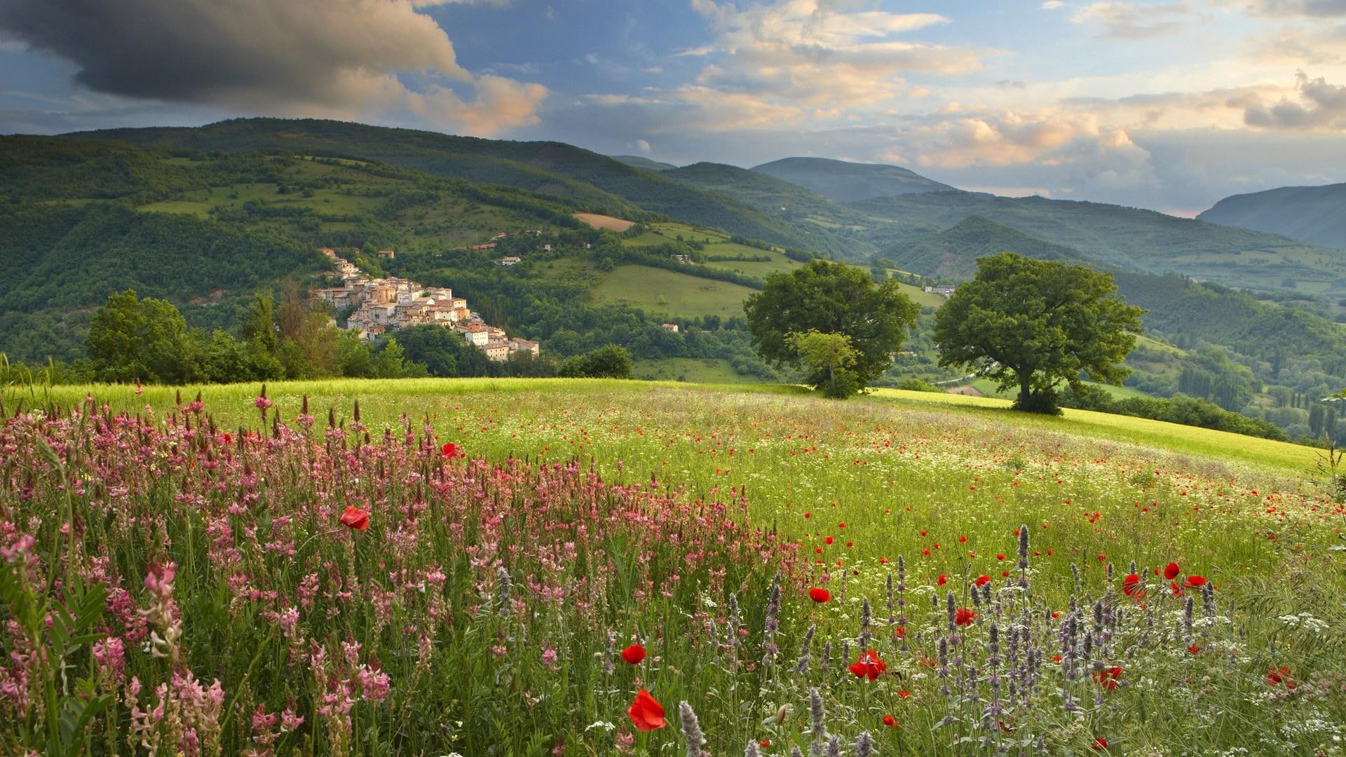 fields, mountain, nature and landscapes, field, meadow, countryside, flowers, 1080P, meadows, nature, poppies, flower, landscapes, HD Wallpaper