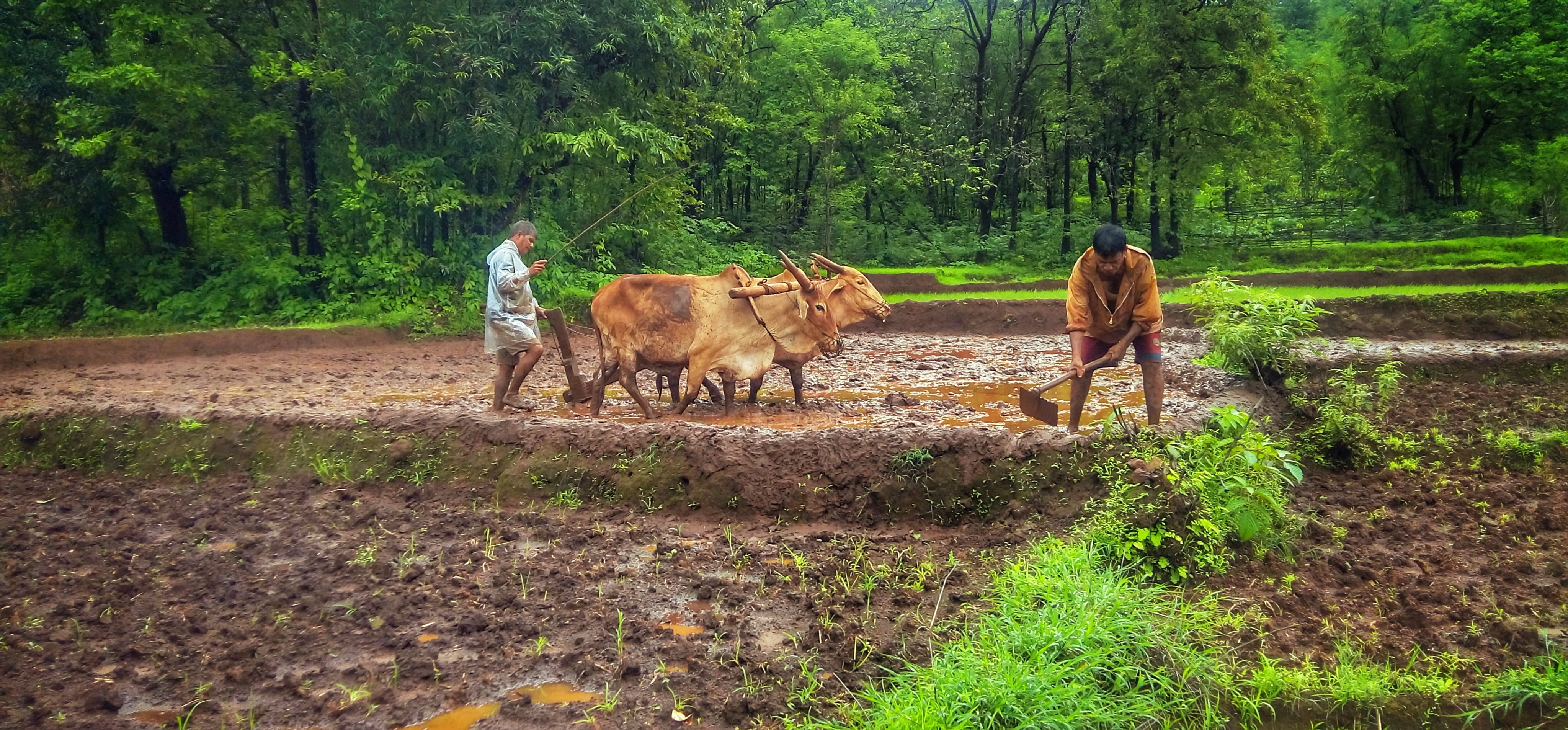 forest, herbivorous, green, plant, animal themes, sindhudurg, man, ratnagiri, domestic animals, cattle, goa, outdoors, pets, no people, animal, indian, HD Wallpaper