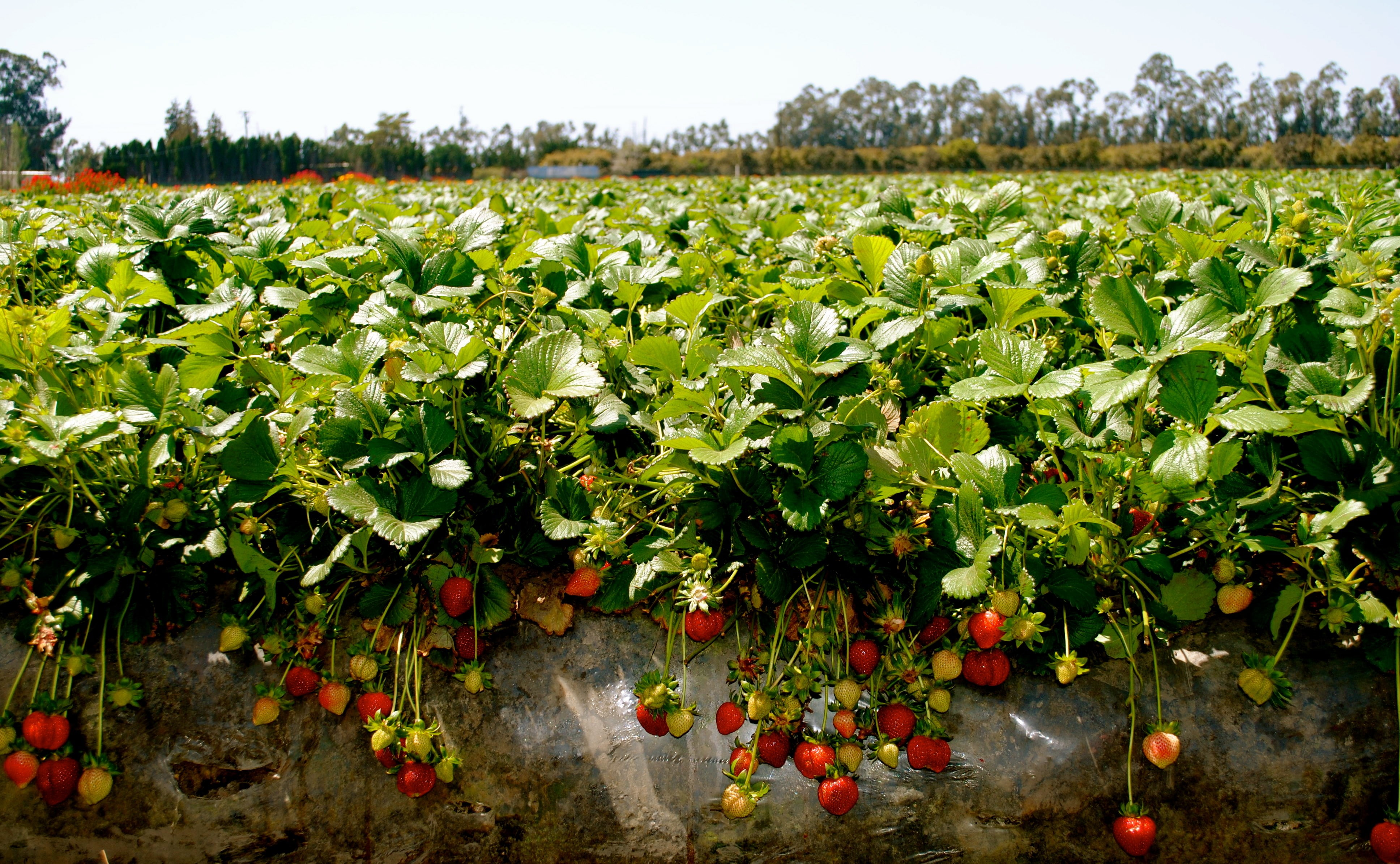 land, crop, fruit, healthy eating, leaf, plant part, field, ripe, outdoors, green color, sky, no people, plant, growth, freshness, nature, hd  strawberry farm, HD Wallpaper
