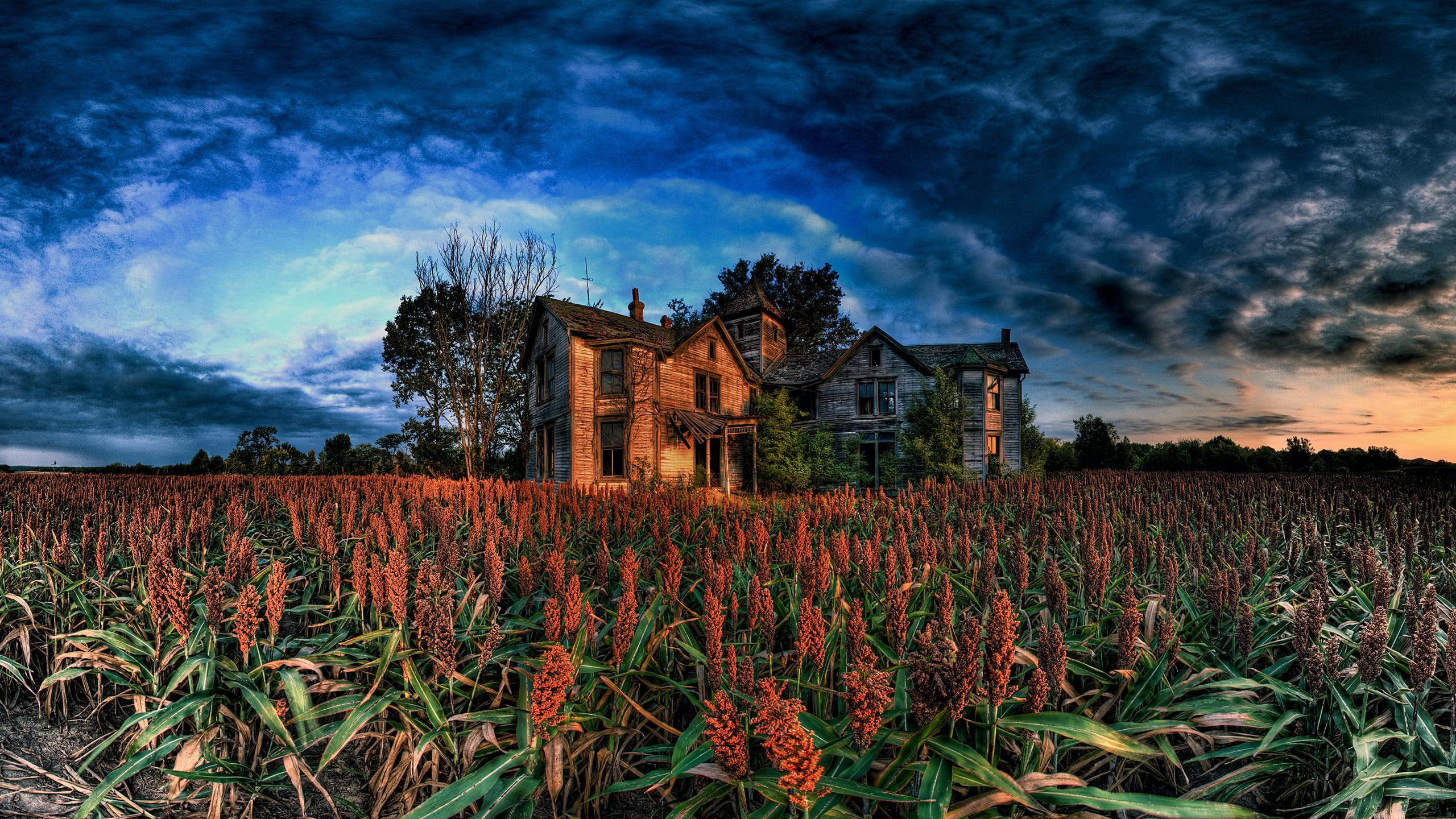 house, 2K, blue sky, animals, edgewood, edgewood farm, red fields, farm, HD Wallpaper