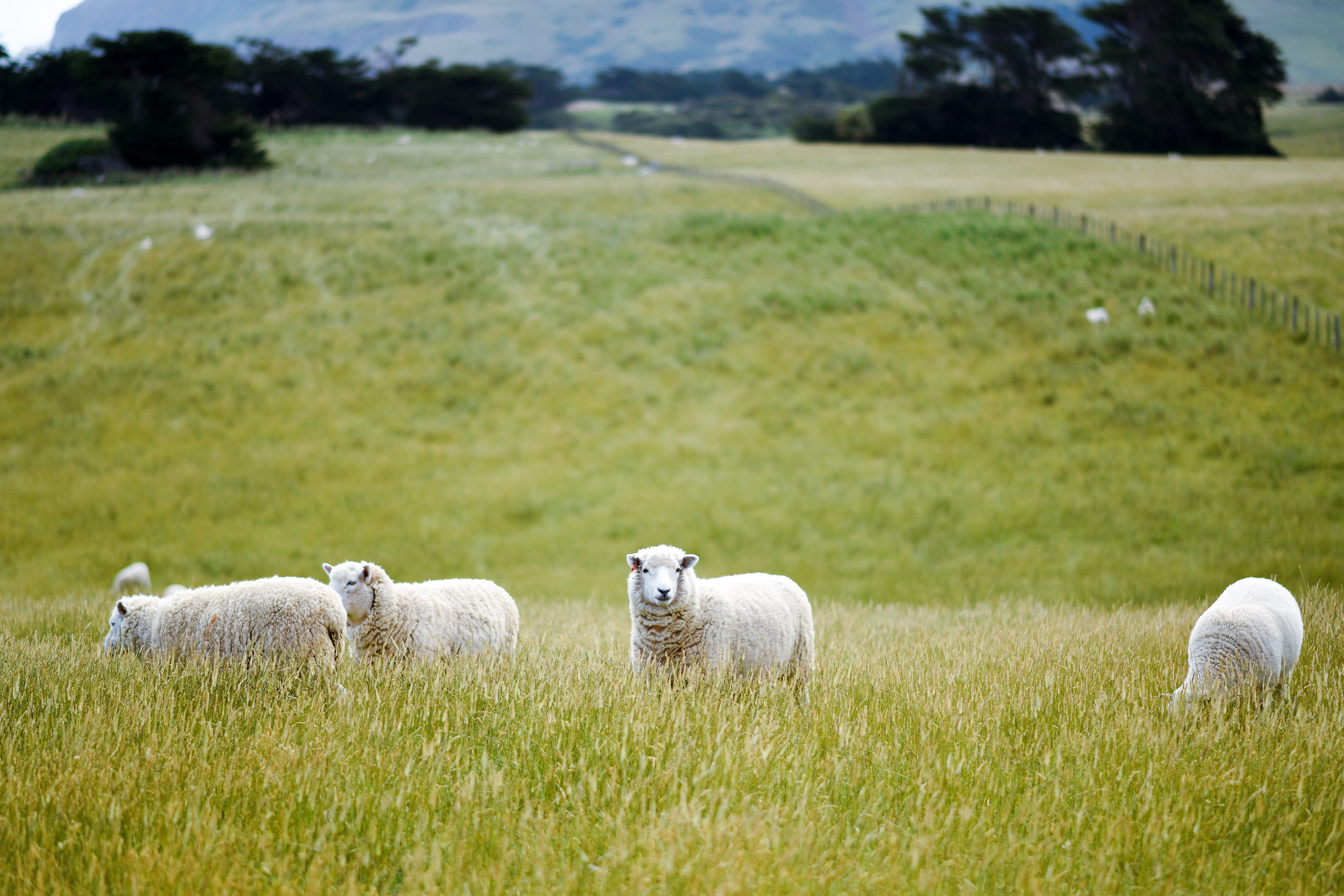 animal themes, 2K, pasture, pets, no people, land, nature, domestic animals, non-Urban Scene, group of animals, green Color, rural Scene, grass, green grass, HD Wallpaper