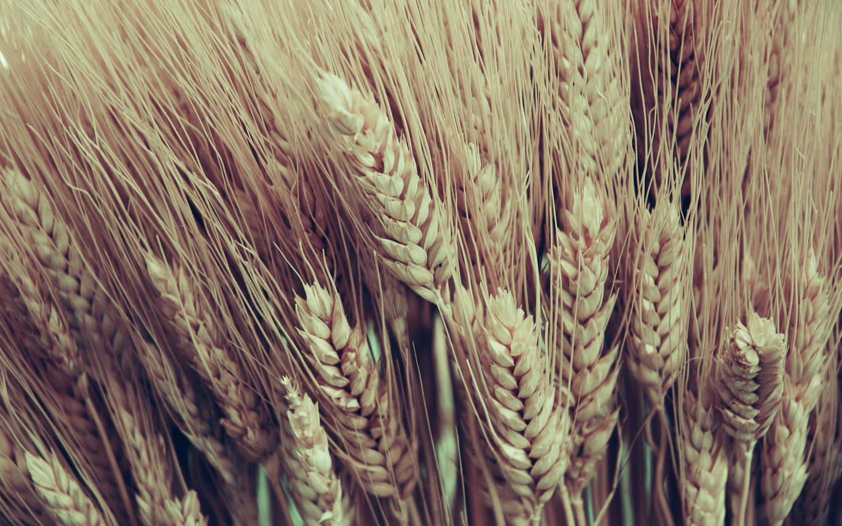 plant, beauty in nature, whole Wheat, selective focus, brown, growth, season, textured, nature, close-up, Cornstalks, healthy Eating, day, autumn, rye - Grain, HD Wallpaper