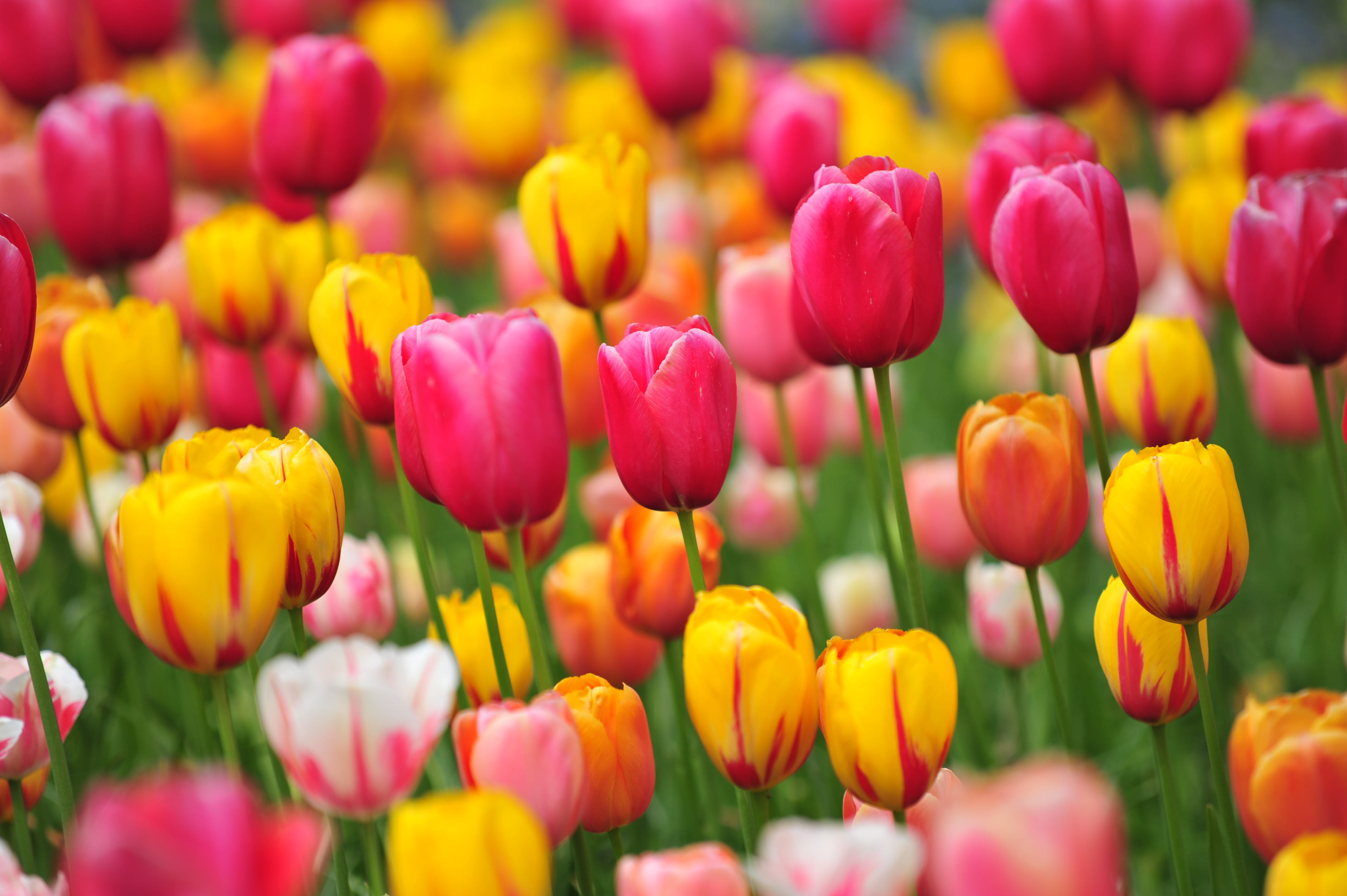 keukenhof, close-up, no people, nature, netherlands, springtime, flowering plant, backgrounds, vulnerability, purple, freshness, field, 4K, tulips, petal, HD Wallpaper