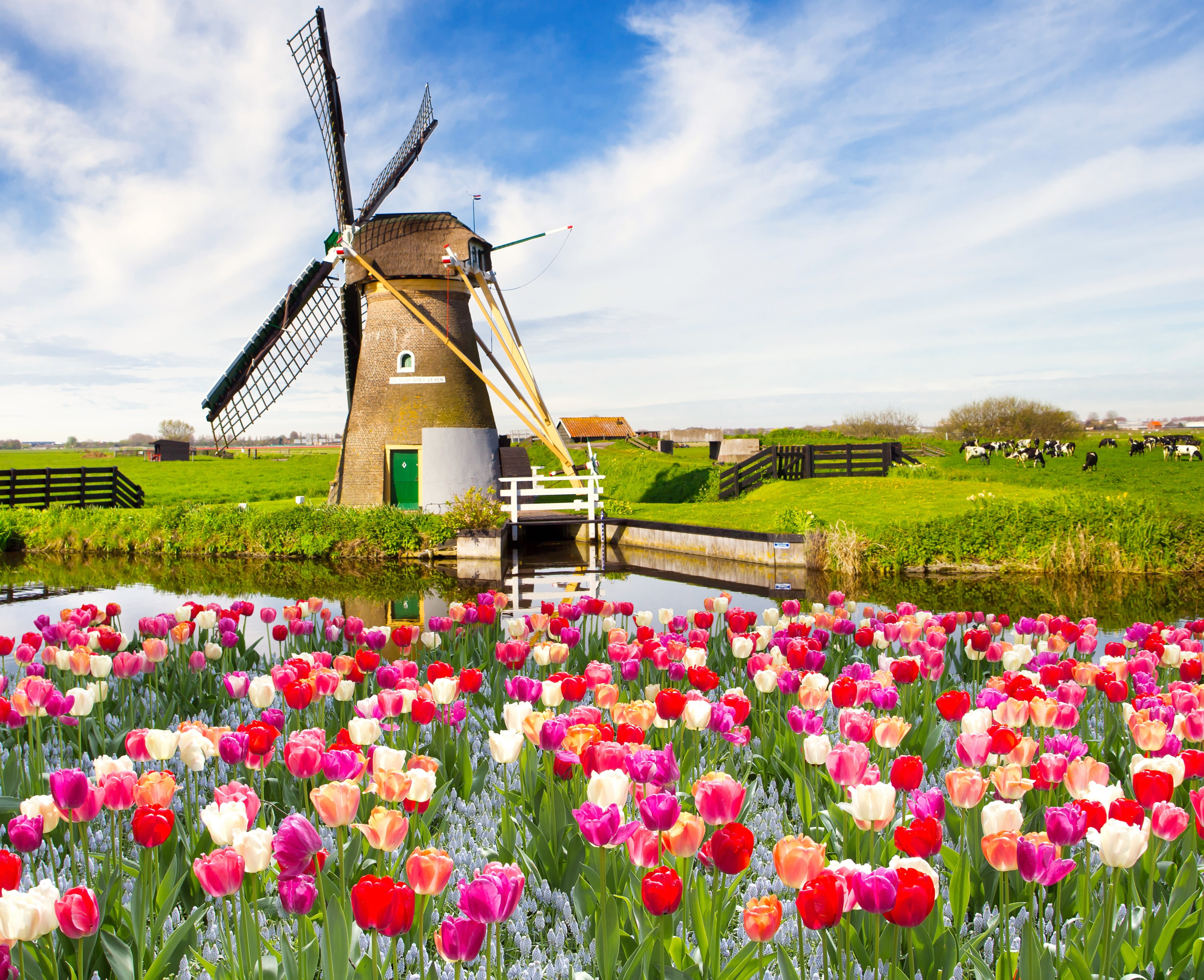 flowers, tulips, landscape, Nature, Best s, s, spring, sky, field, 4K, HD Wallpaper