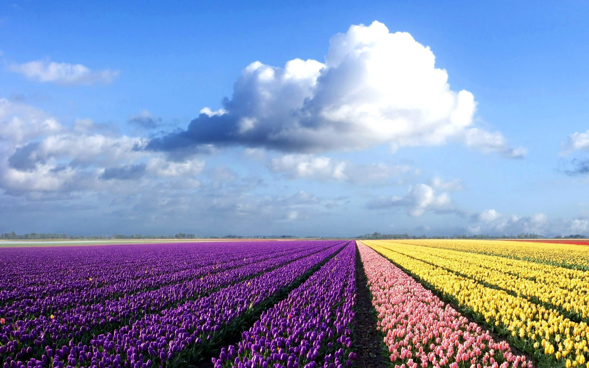 multi colored, landscape, farm, flowers, growth, freshness, agriculture, nature, no people, outdoors, clouds, cloud - sky, vibrant color, purple, tulips, HD Wallpaper