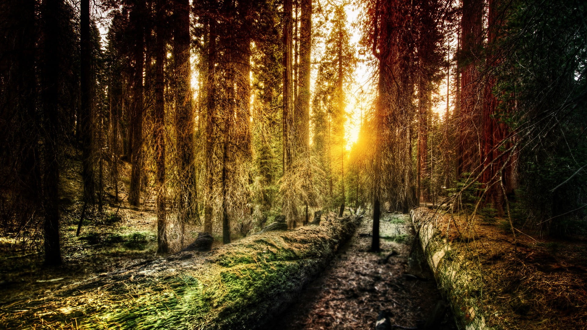 sunlight, tranquility, trees, change, beauty in nature, trunk, forest, nature, land, direction, no people, scenics - nature, plant, the way forward, tranquil scene, HD Wallpaper