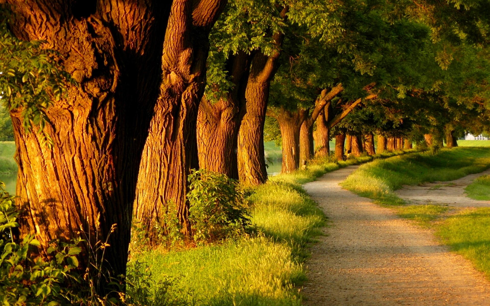 1080P, trees, grass, animals, alley, walk, parks, footpath, evening, alleys, beautiful, nature, footpaths, relaxing, tree, HD Wallpaper