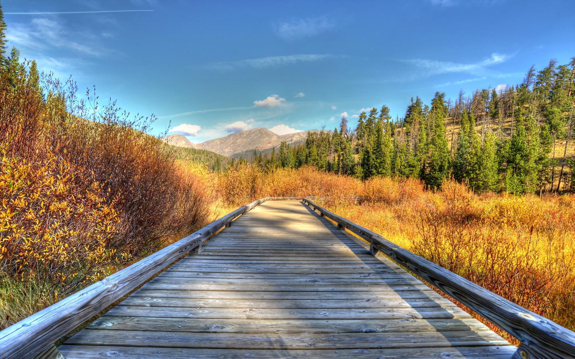 hdr, 1080P, nature, nature and landscapes, forest, footpath, wooden, weeds, wood, HD Wallpaper