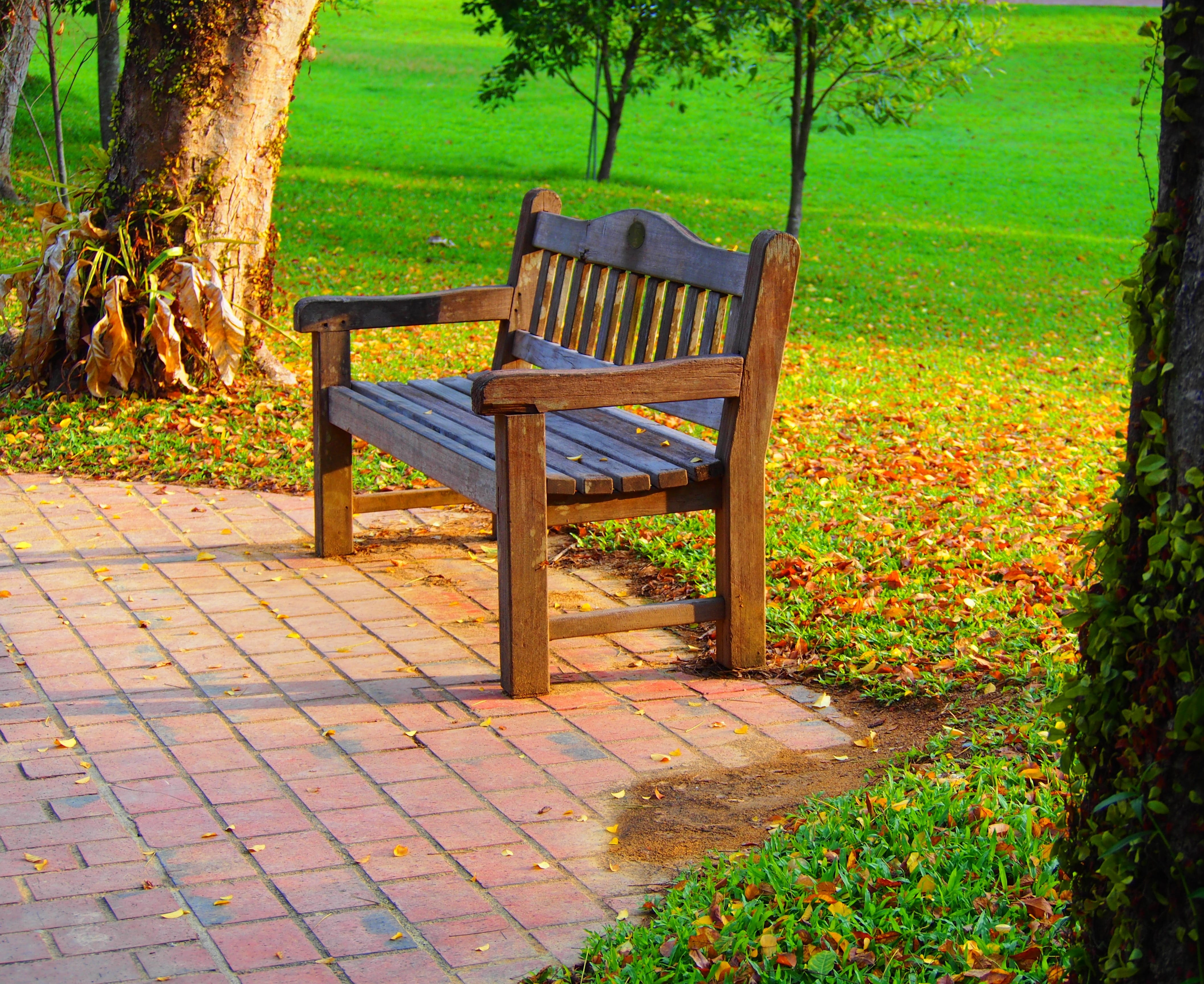 day, tree trunk, chair, garden, park - man made space, 4K, no people, empty, plant, tree, park, grass, wooden, green color, growth, nature, wood - material, HD Wallpaper