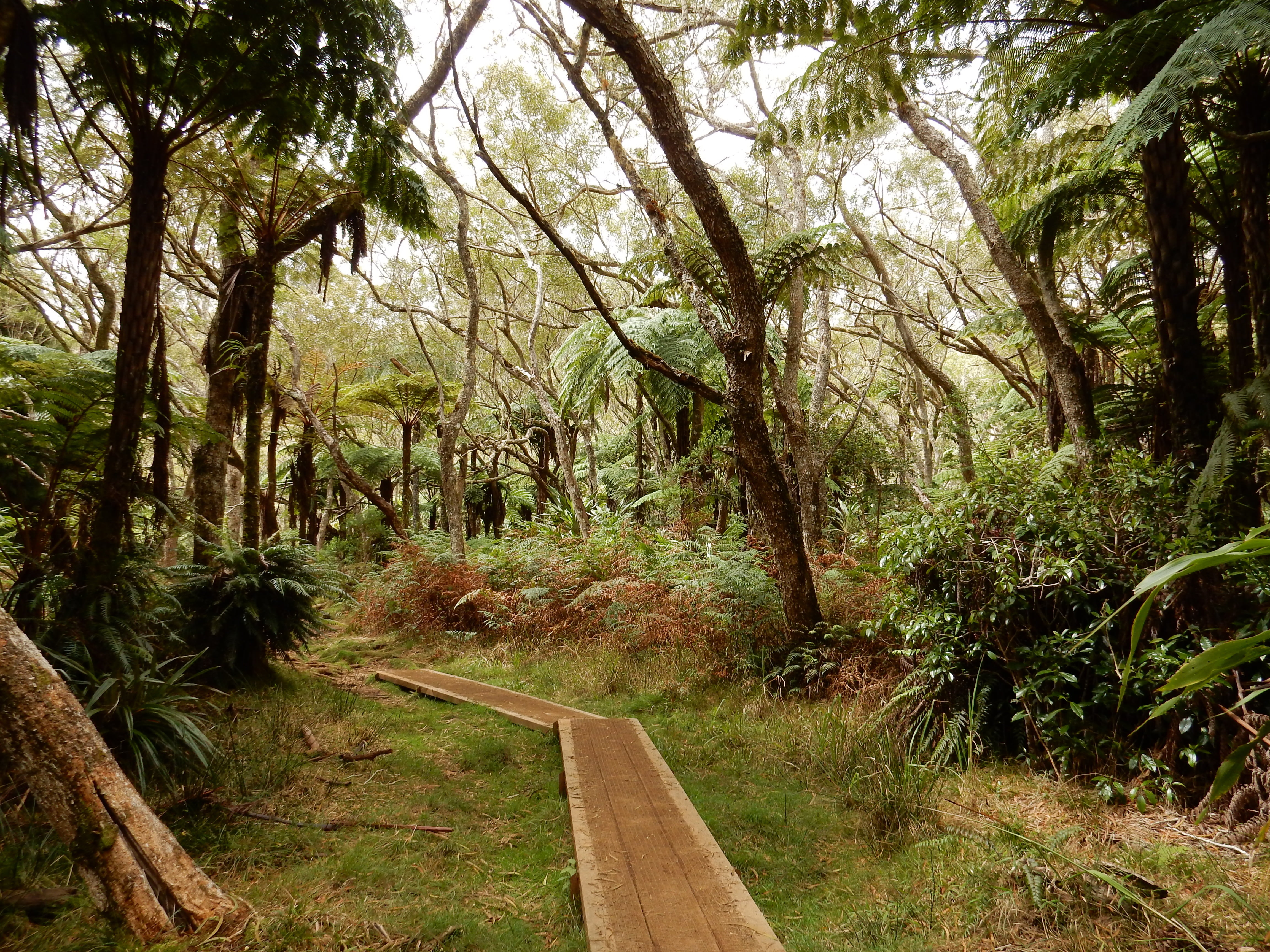 the way forward, trail, tranquility, primary forest, road, scenics - nature, long, no people, day, beauty in nature, direction, land, outdoors, reunion island, HD Wallpaper