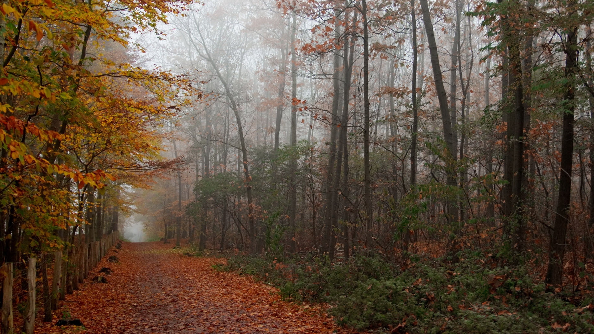 deciduous Tree, tree trunk, sunlight, no People, mist, growth, beech Tree, fog, landscape, plant, vibrant Color, trunk, tranquil Scene, bush, branch, bright, HD Wallpaper