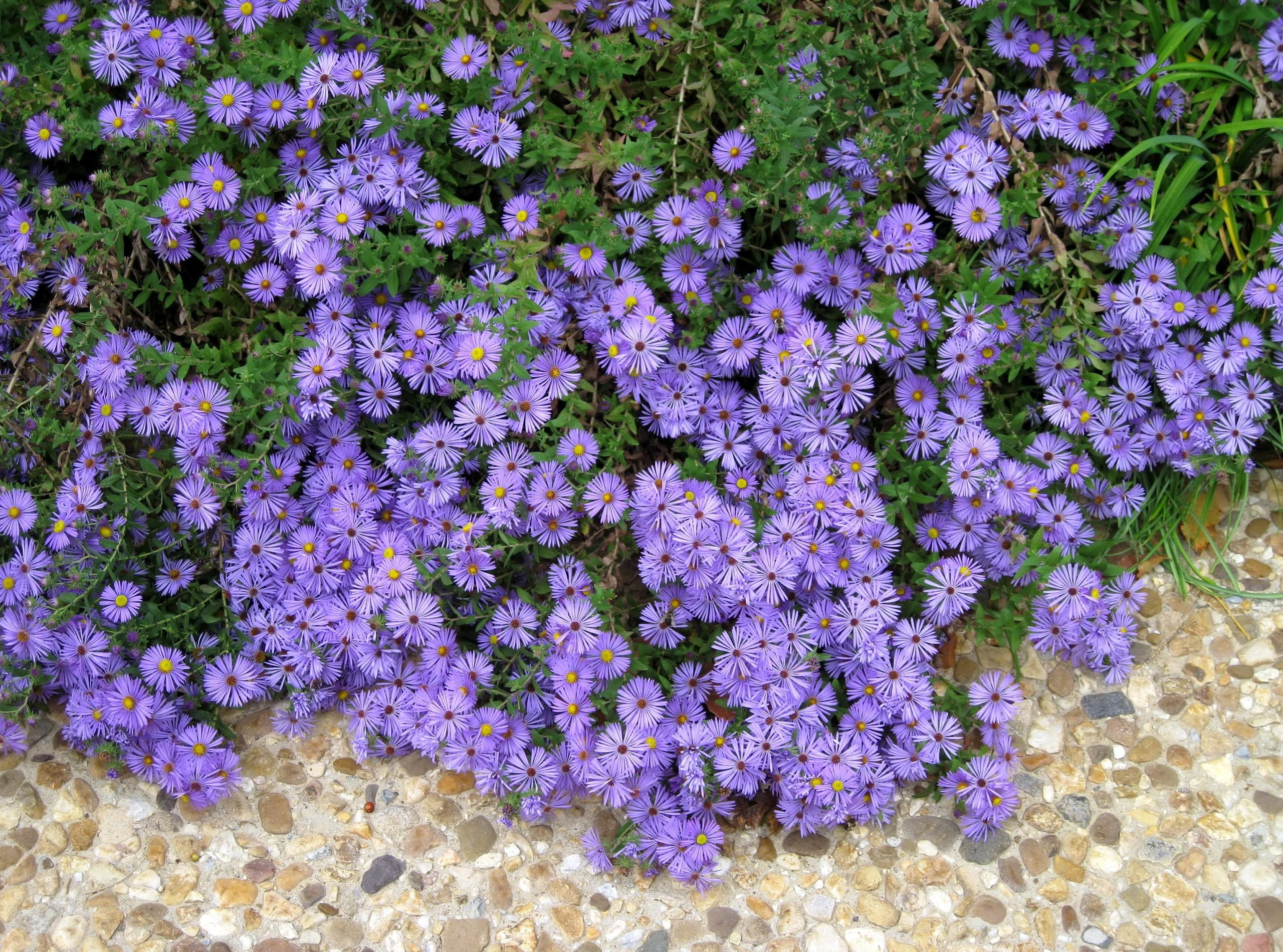 aster, no People, vulnerability, flower, purple, full frame, flowerbed, flowers, formal Garden, footpath, botany, inflorescence, beauty In Nature, petal, HD Wallpaper