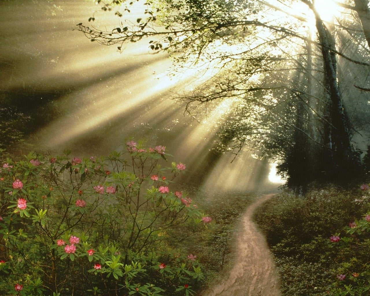 light, bright, day, sun rays, park - Man Made Space, wet, direction, forest, land, backgrounds, tranquil Scene, woodland, nature, light - Natural Phenomenon, HD Wallpaper