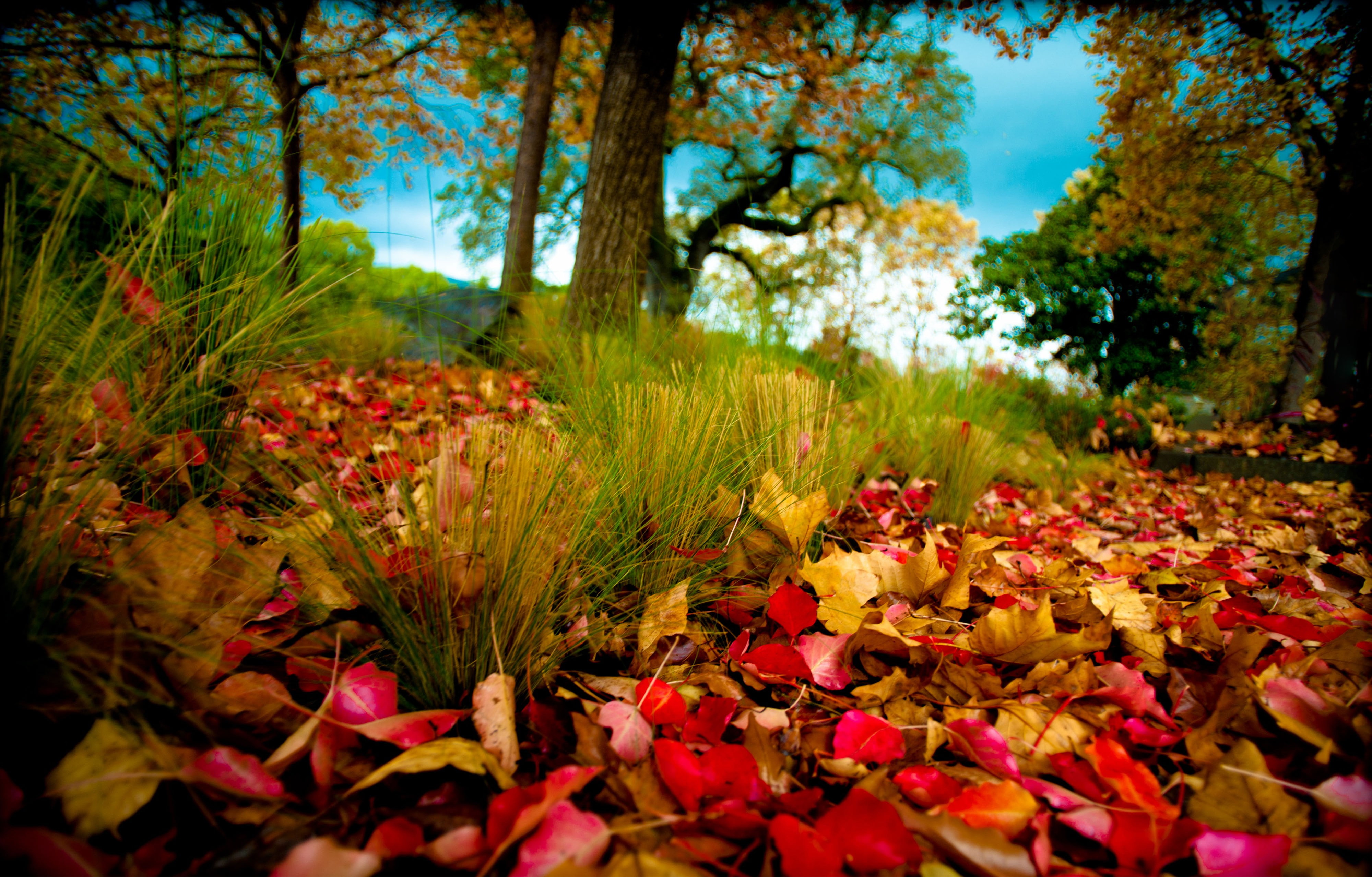 4K, nature, autumn, trees, foliage, HD Wallpaper