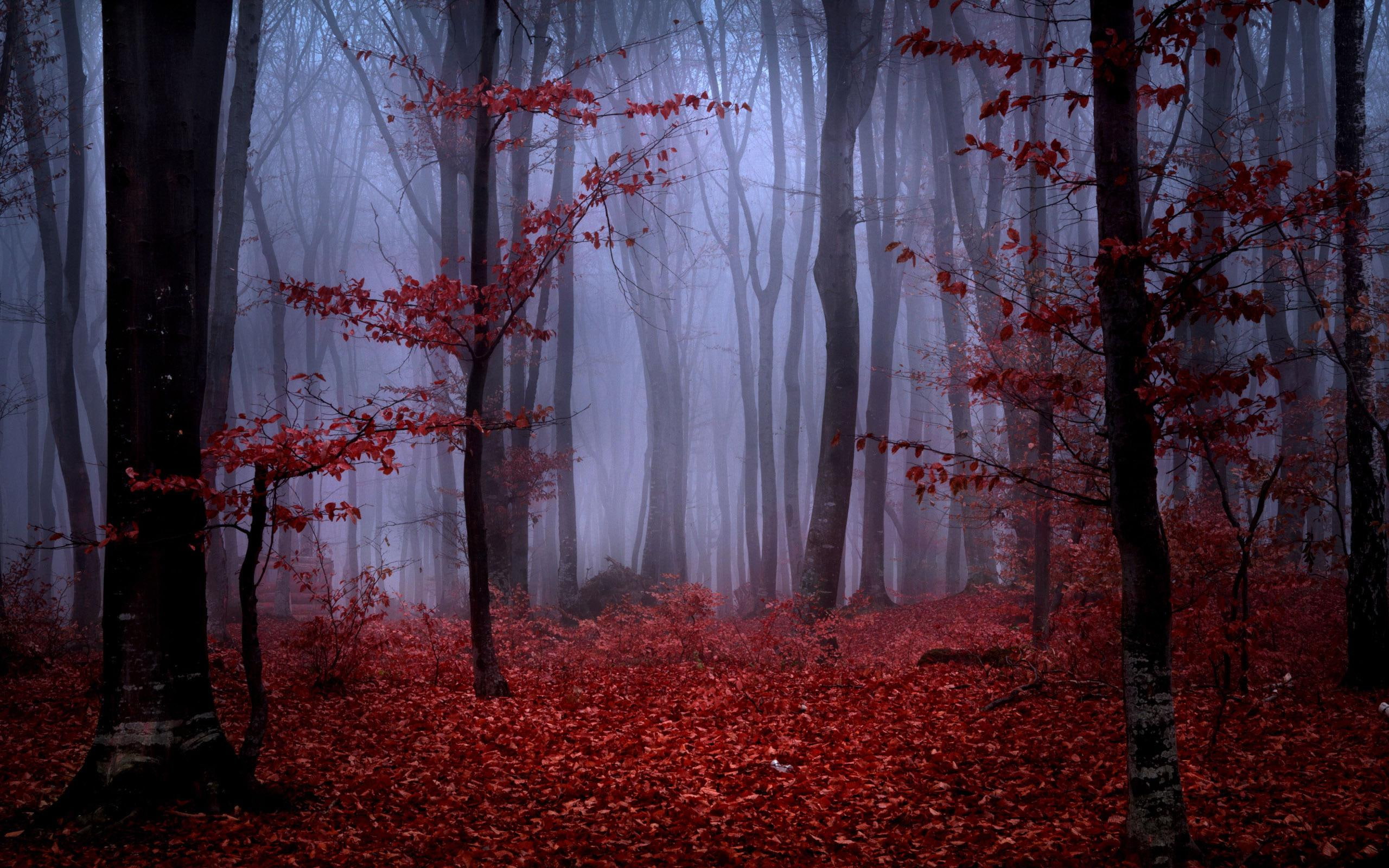 2560x1600, leaves, red, forest, fall, 2K, trees, tree, brown, foggy, autumn, nature, foliage, HD Wallpaper