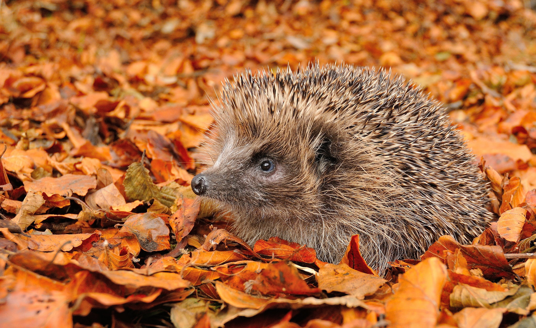 day, small, leaf, mammal, outdoors, change, natural condition, animal, plant part, snout, animal themes, land, foliage, forest, autumn, dry, brown, leaves, HD Wallpaper