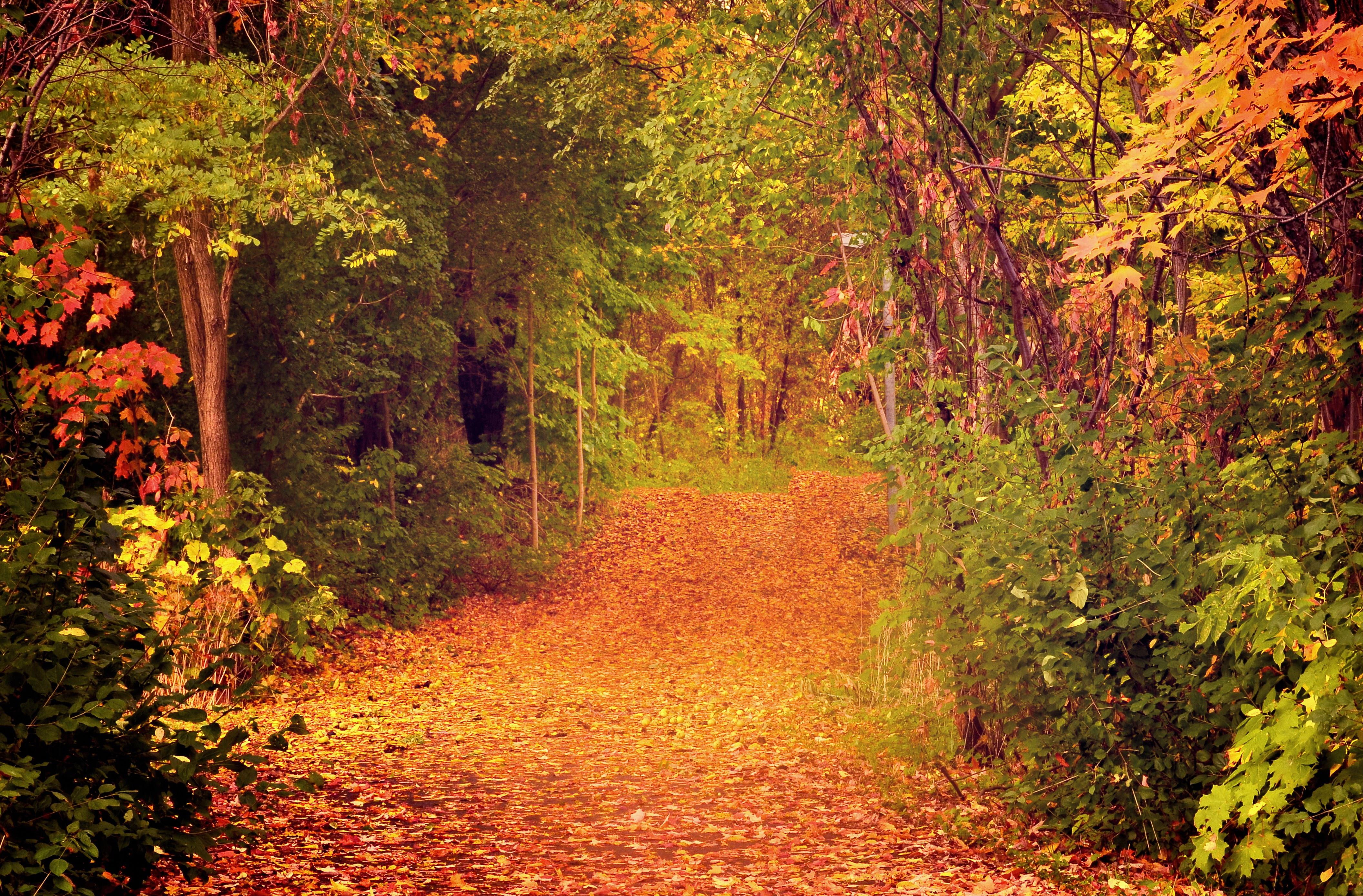 trees, foliage, 4K, forest, autumn, HD Wallpaper
