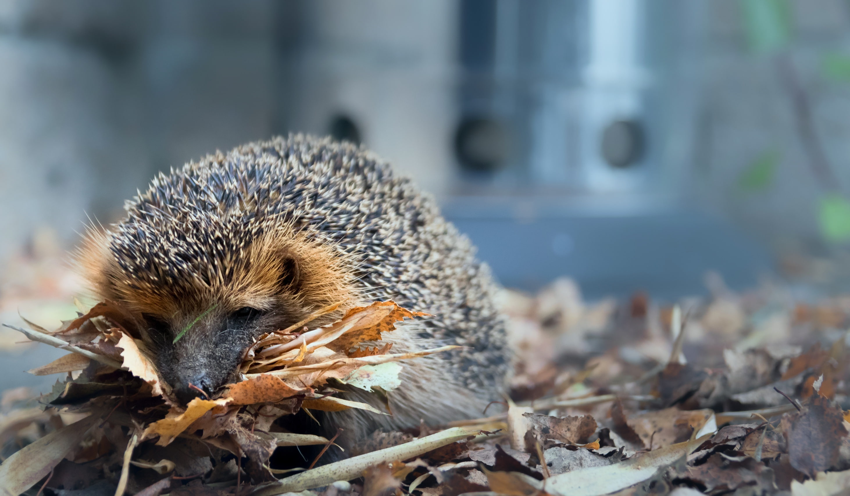 animals in the wild, 2K, focus on foreground, outdoors, vertebrate, one animal, hedgehog, mammal, animals, animal themes, rodent, animal wildlife, dry, HD Wallpaper