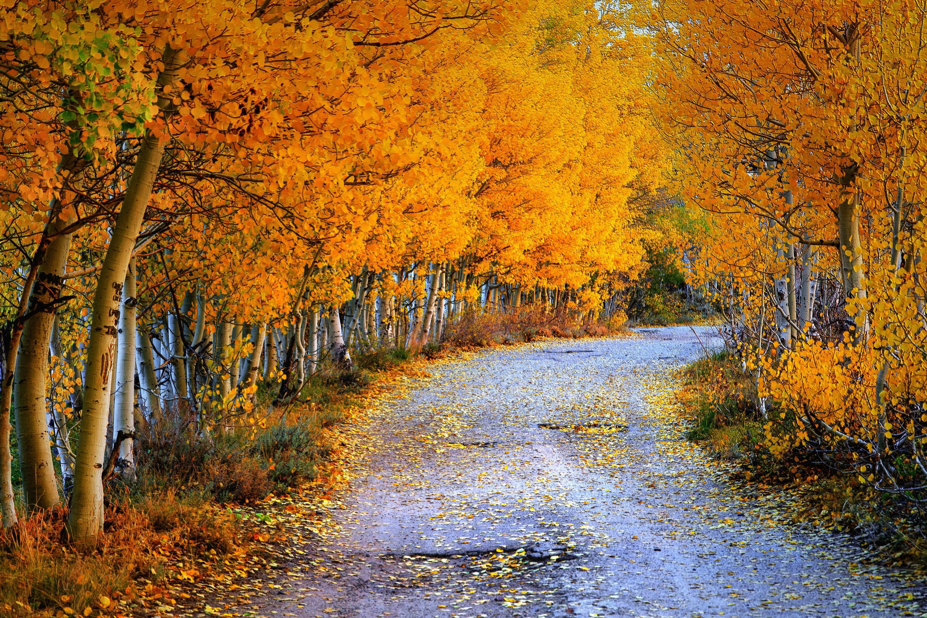 roads, foliage, birch, seasons, autumn, nature, 2K, HD Wallpaper