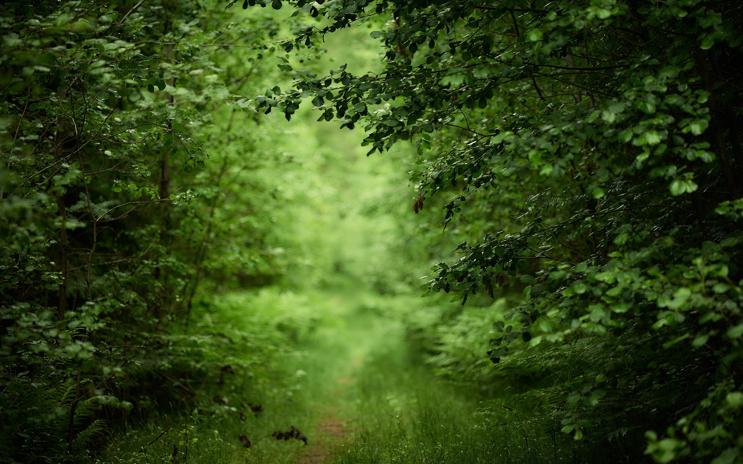plant, grass, no people, environment, nature, growth, selective focus, day, non-urban scene, land, outdoors, green, tree, 2K, foliage, woodland, beauty in nature, HD Wallpaper