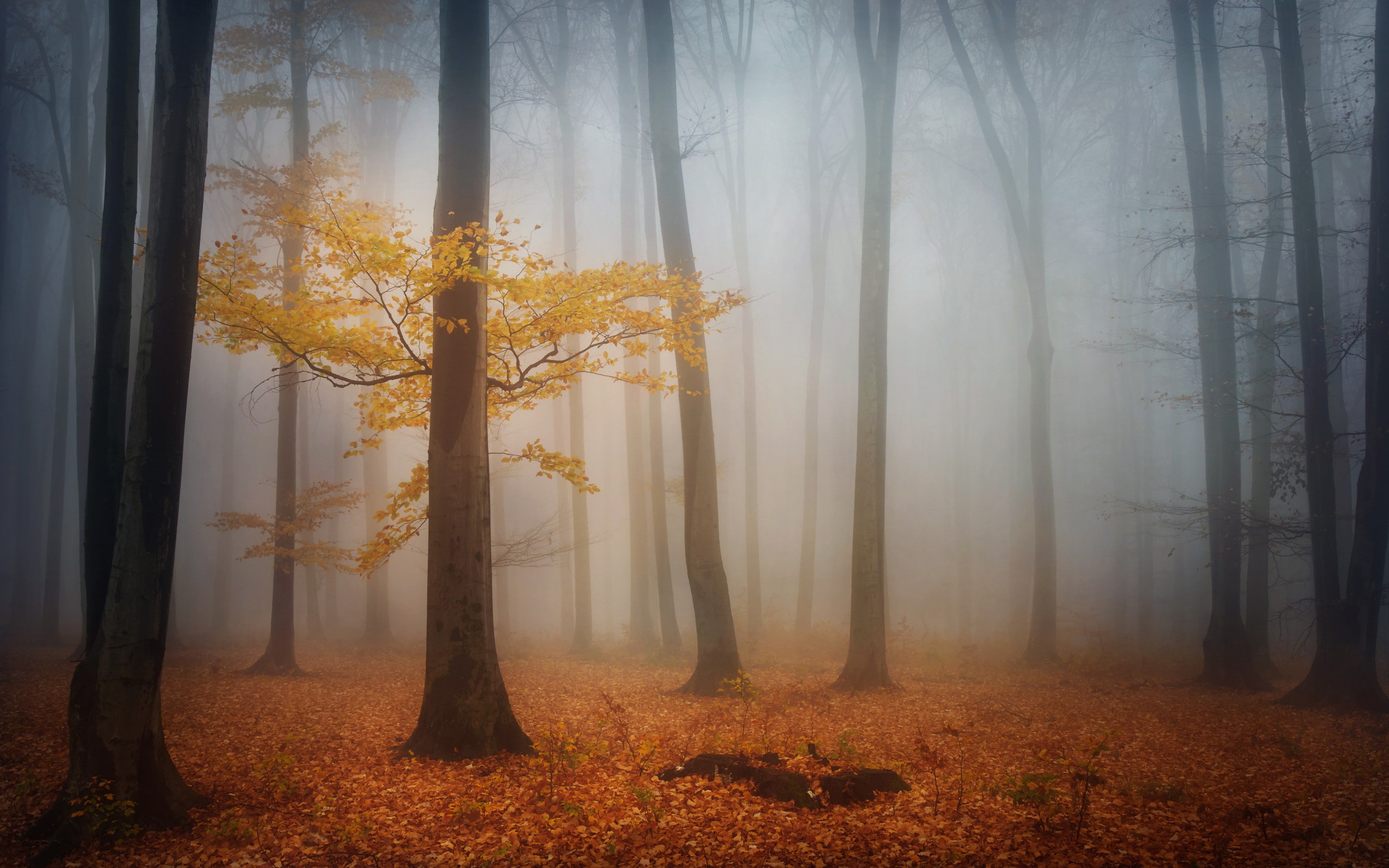 forest, 2K, autumn, beige, morning, foliage, painting, leaf, fog, trees, HD Wallpaper