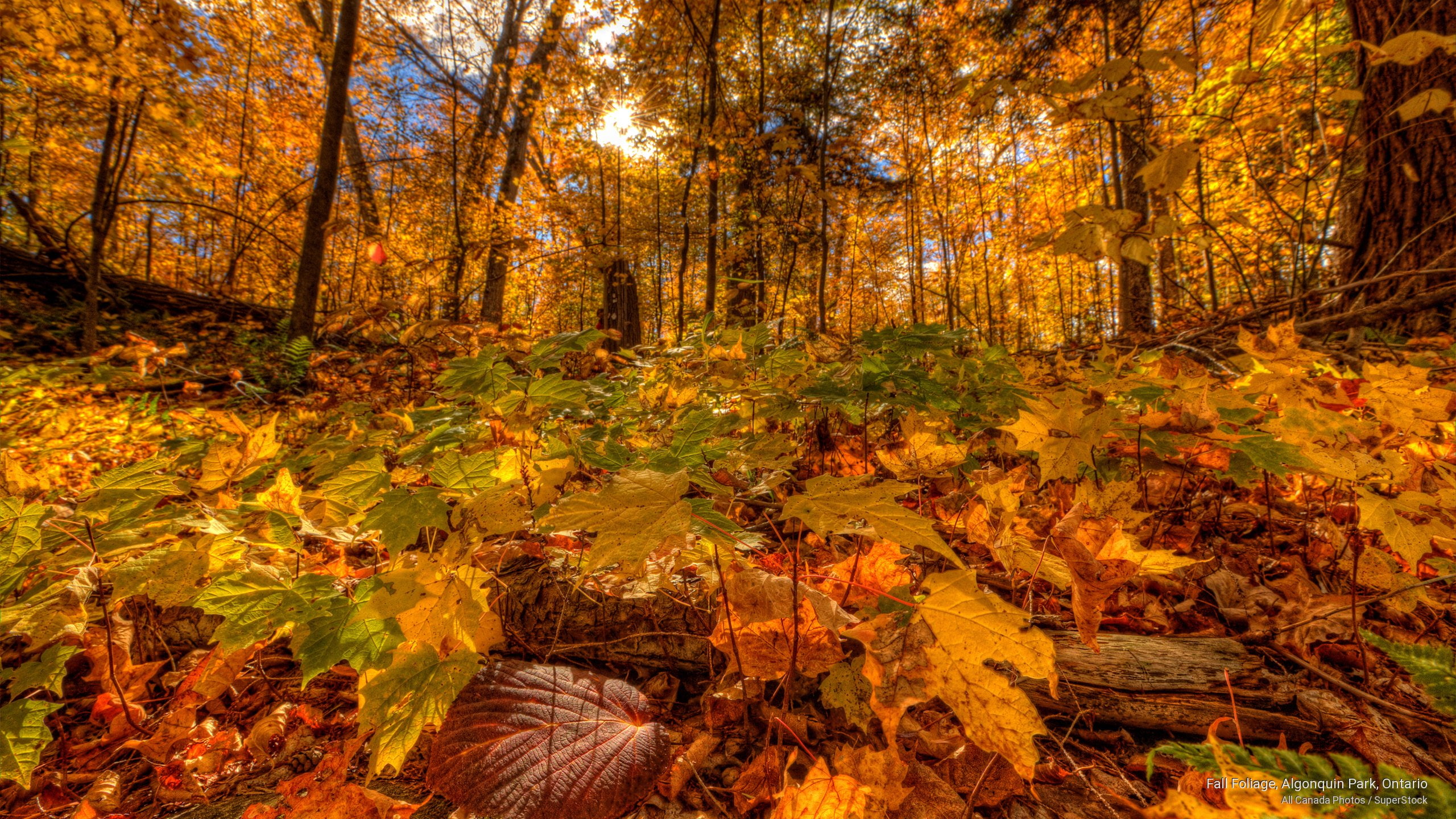 ontario, Fall, 2K, park, foliage, algonquin, HD Wallpaper