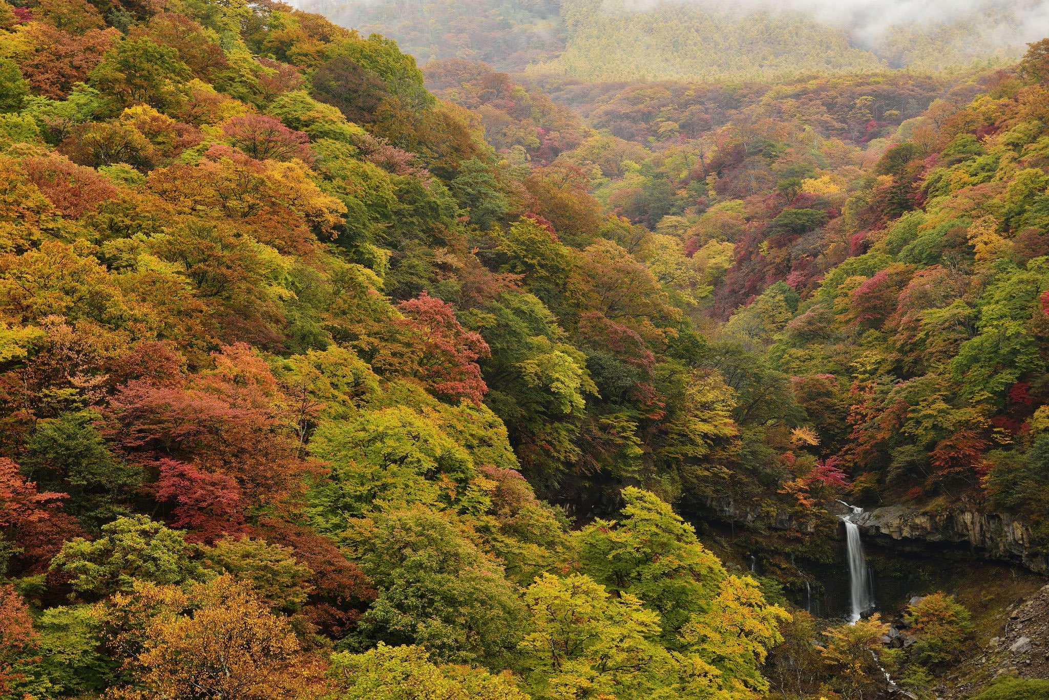 forest, foliage, waterfall, 1080P, landscape, trees, HD Wallpaper
