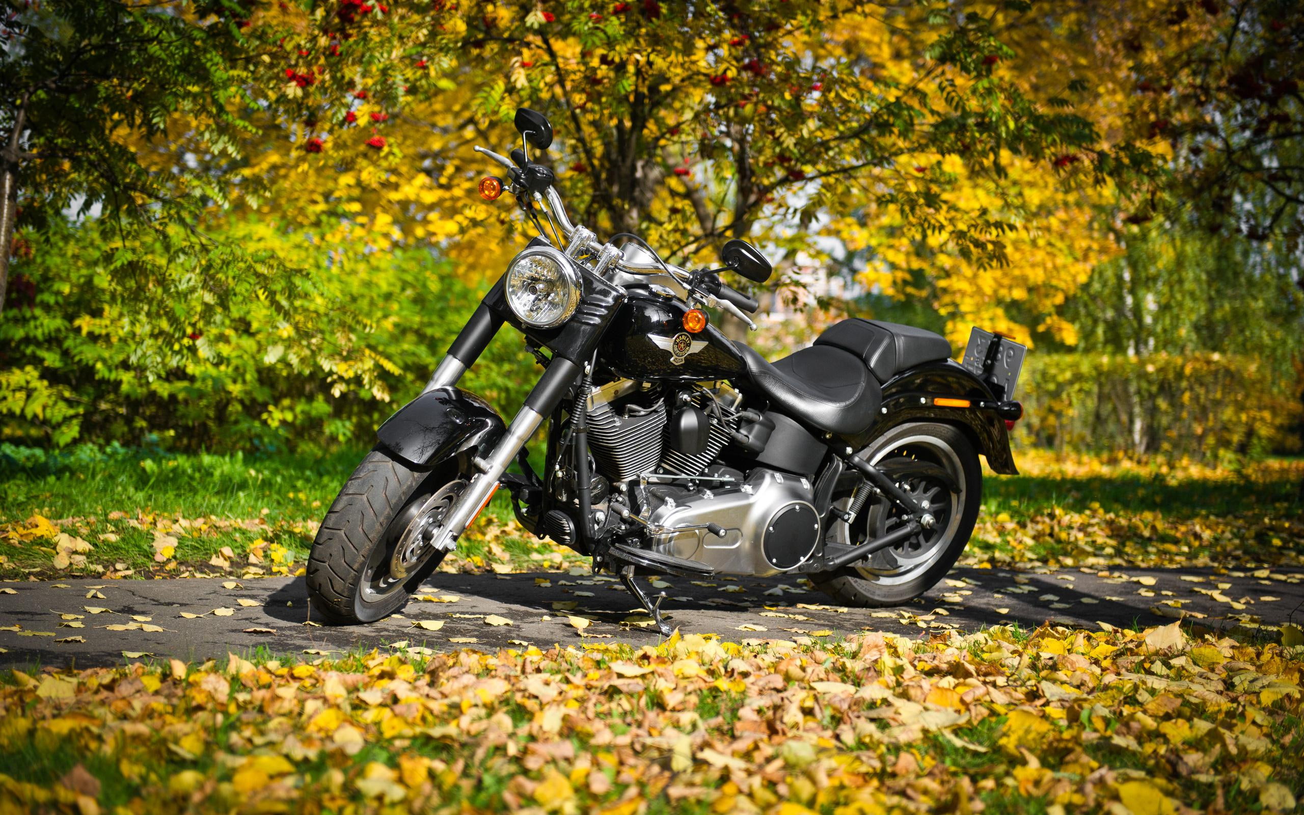 cruiser, autumn, black, 2K, harley-davidson, harley, motorcycle, davidson, gray, foliage, HD Wallpaper