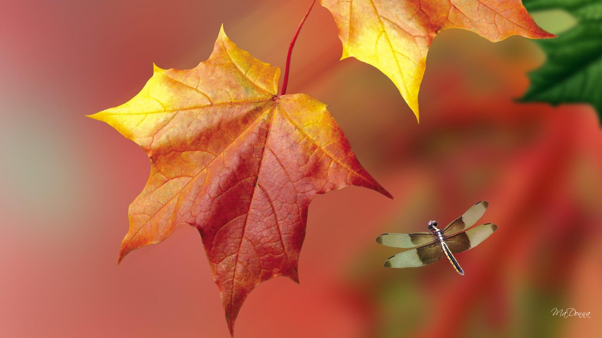fall, 1080P, tree, leaves, blurred, season, orange, dragon fly, maple, dragonfly, change, falling, bright, foliage, gold, HD Wallpaper