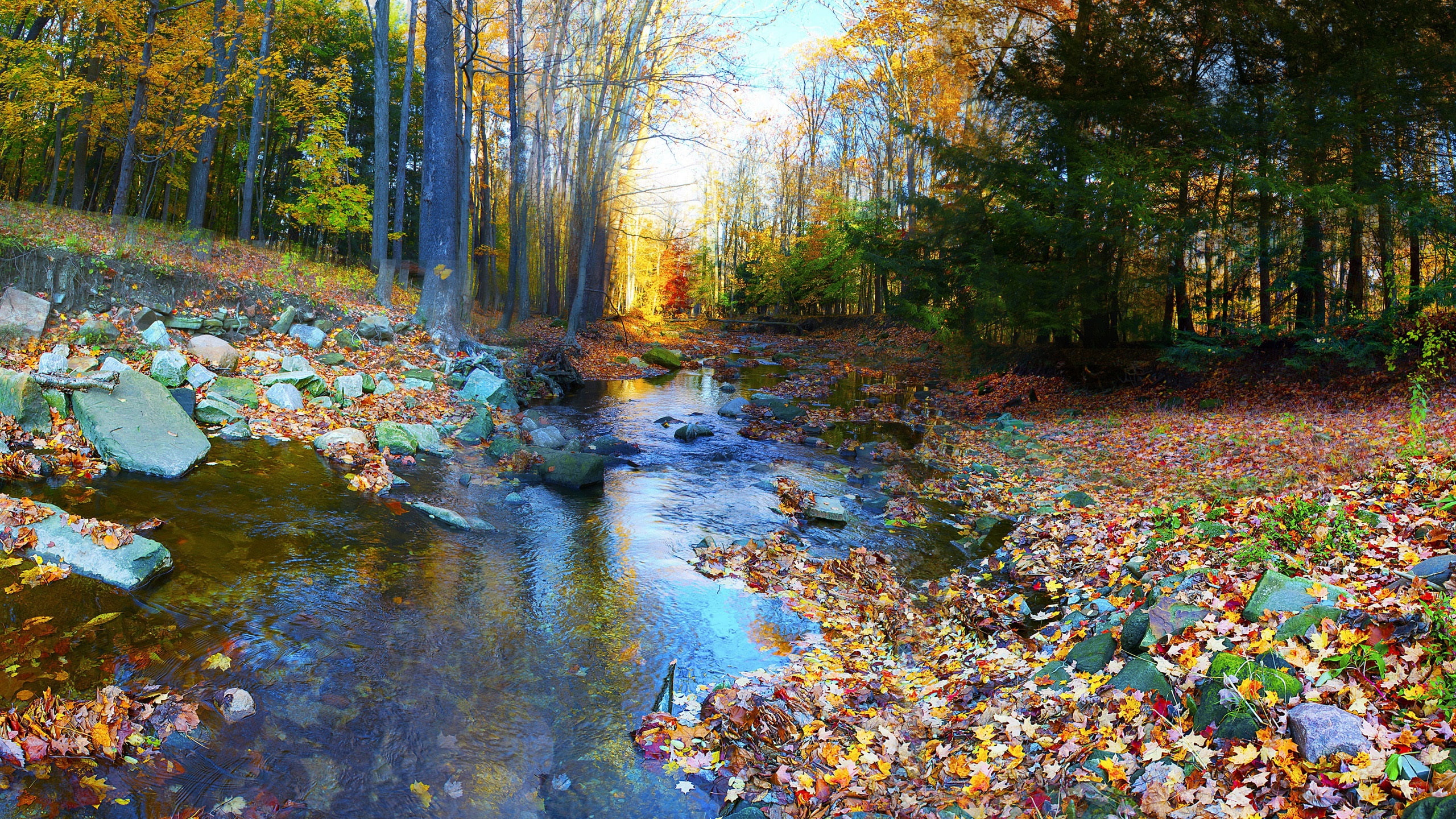 body, water, Forest, Autumn, Trees, River, Foliage, Stones, Landscape, Colorful, 2K, HD Wallpaper