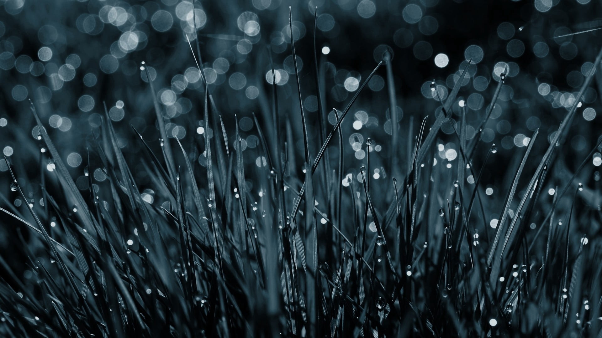 close-up, macro, fragility, bright, shiny, long, nature, blade of grass, narrow, grass, illuminated, water, growth, rain, drop, drops, vulnerability, wet, HD Wallpaper