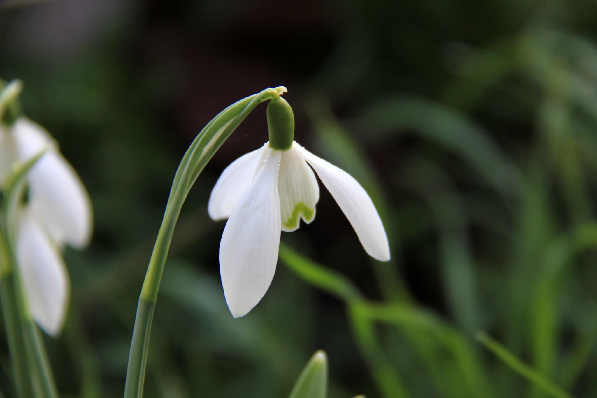 Tourist, springtime, Chippenham Park, Great Britain, Picture, Photograph, Snowdrops, Weather, UK, Photography, Digital, white, Visit, 1080P, Image, selective focus, HD Wallpaper