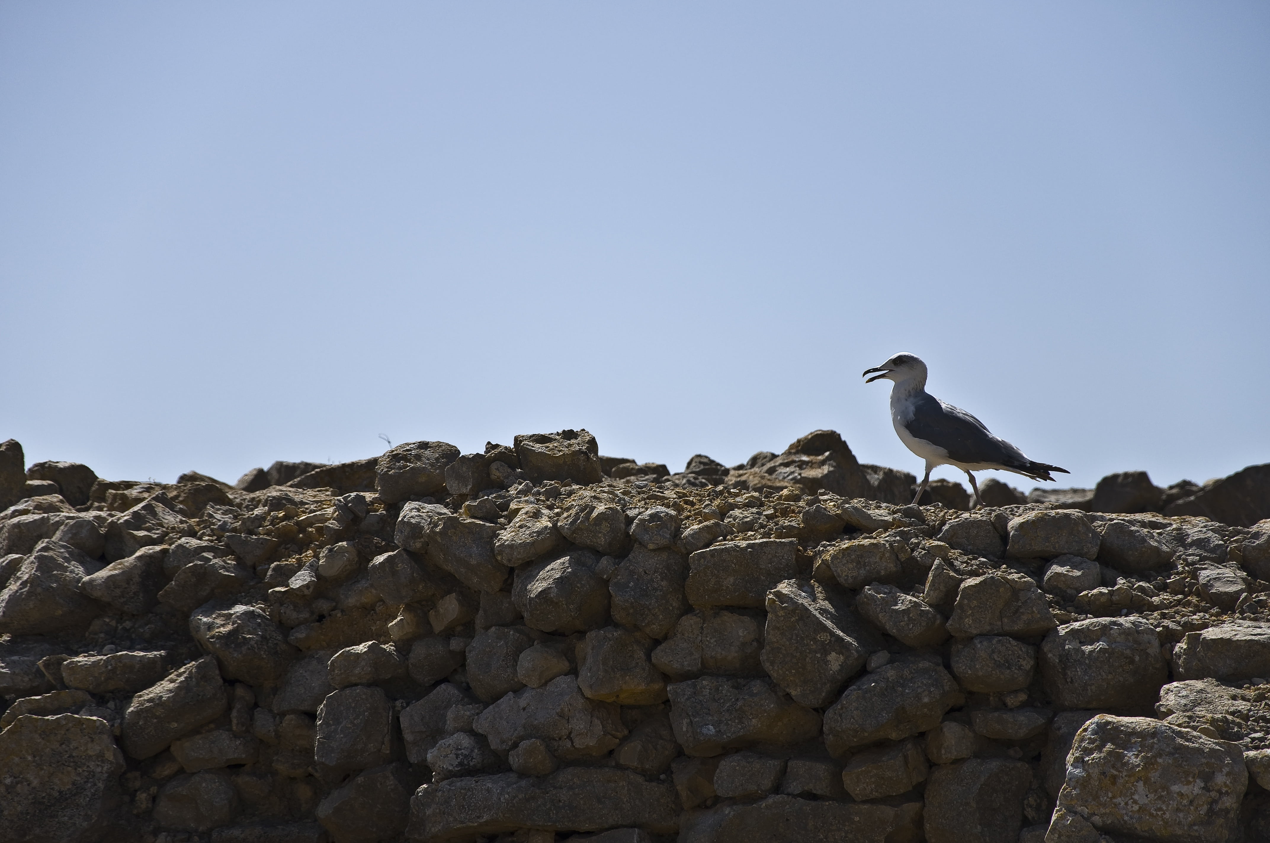 stone - object, bird, sky, blue, clear sky, stones, outdoors, one animal, day, nature, ave, rock, solid, girona, empúries, rocks, 4K, vertebrate, catalonia, HD Wallpaper