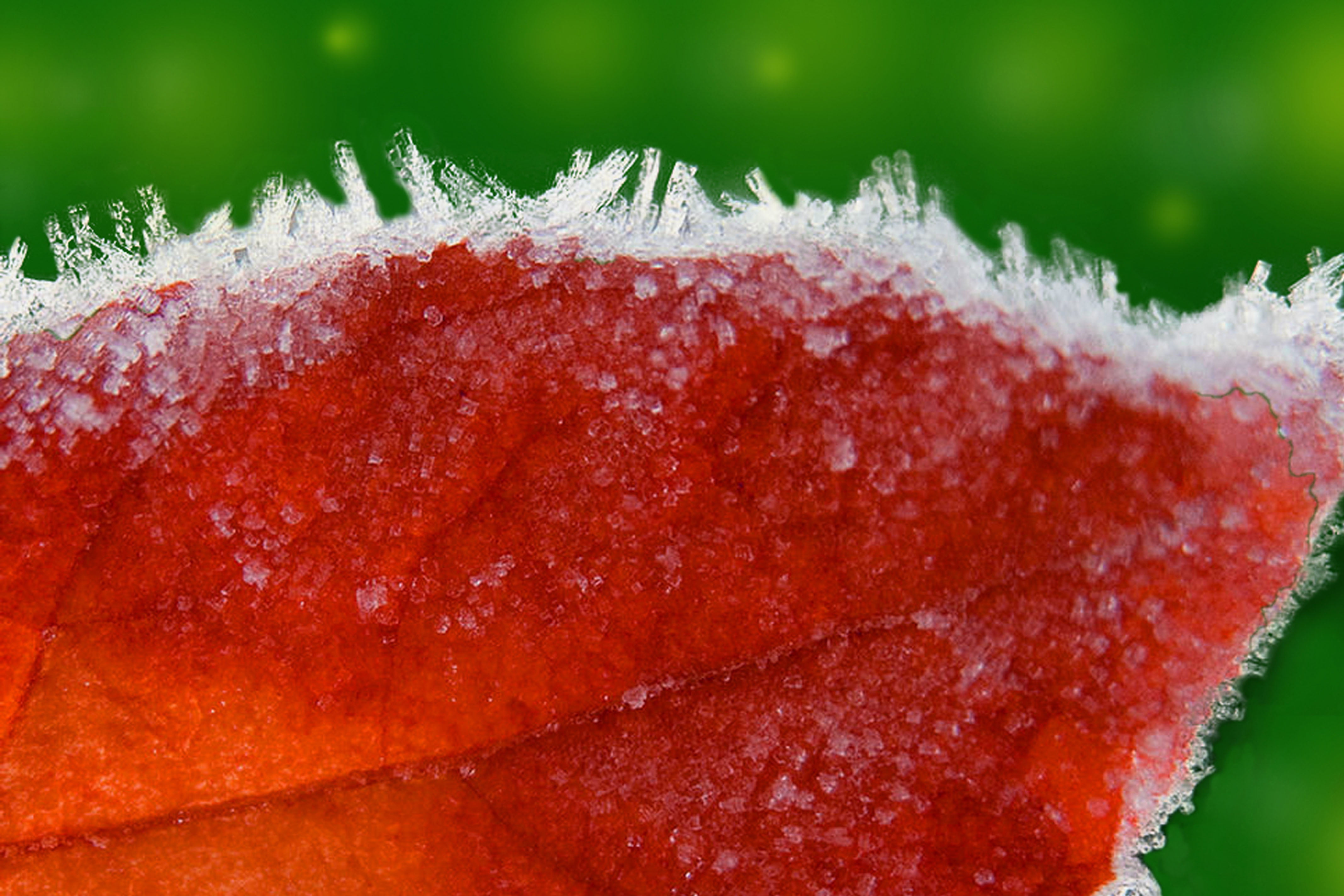 Frozen, Level 1, Moment, icicles, leaf, snow, gear, photography, Remember That, premium, Level 5, selective, Level 3, frost, Level 2, Level 4, macro, bokeh, HD Wallpaper
